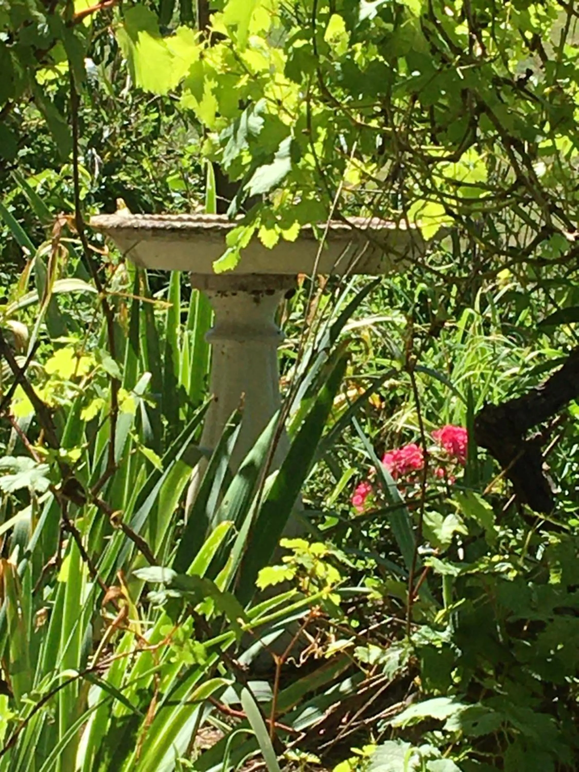 Spring in Springmead B&B