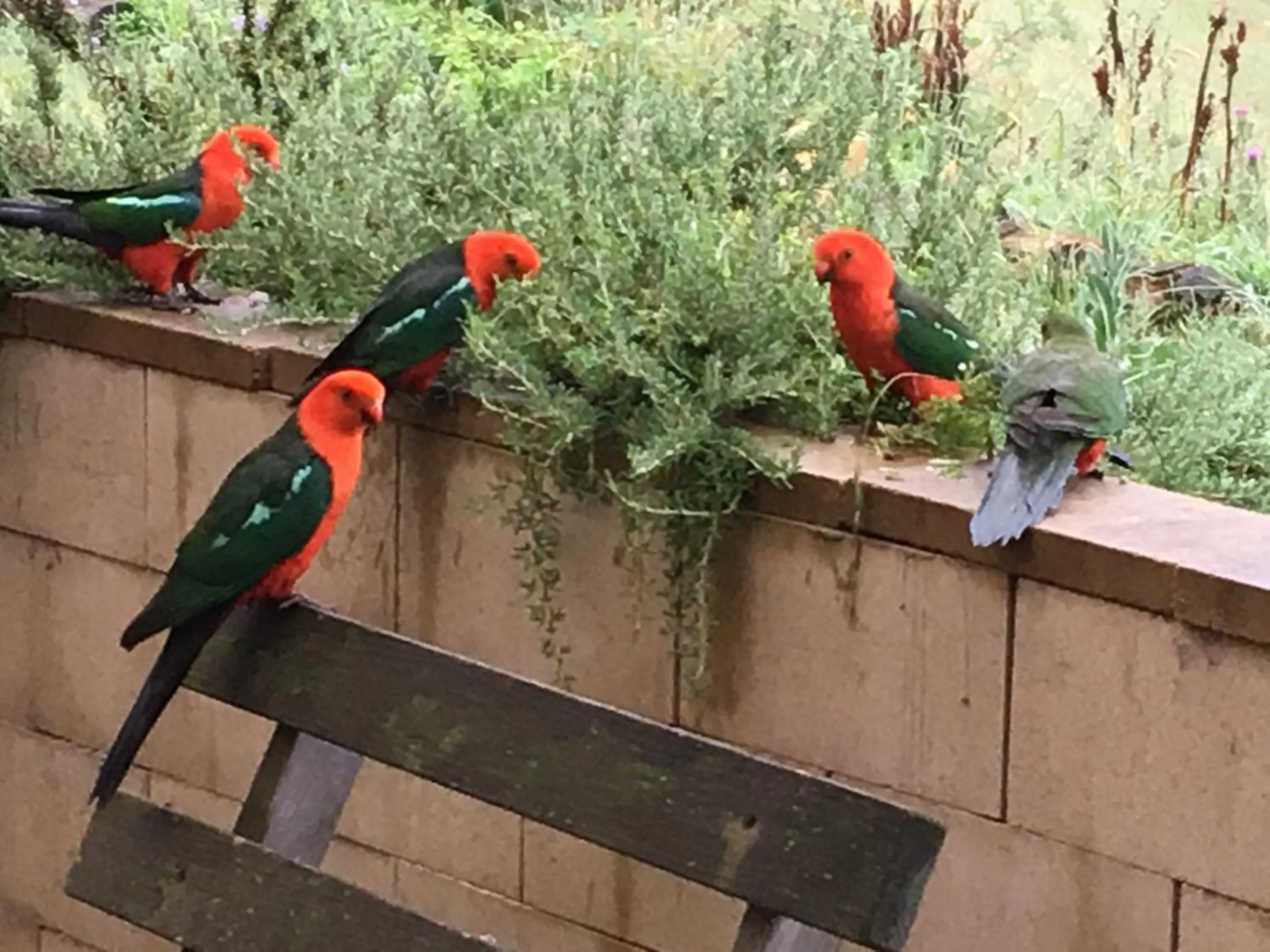 Animals in Springmead B&B