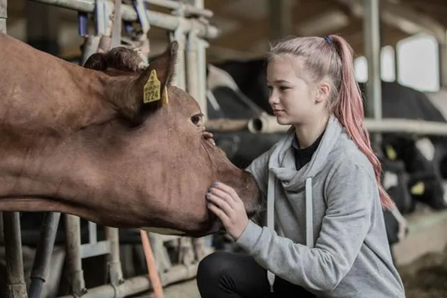 Area and facilities in Paljakka Mökit