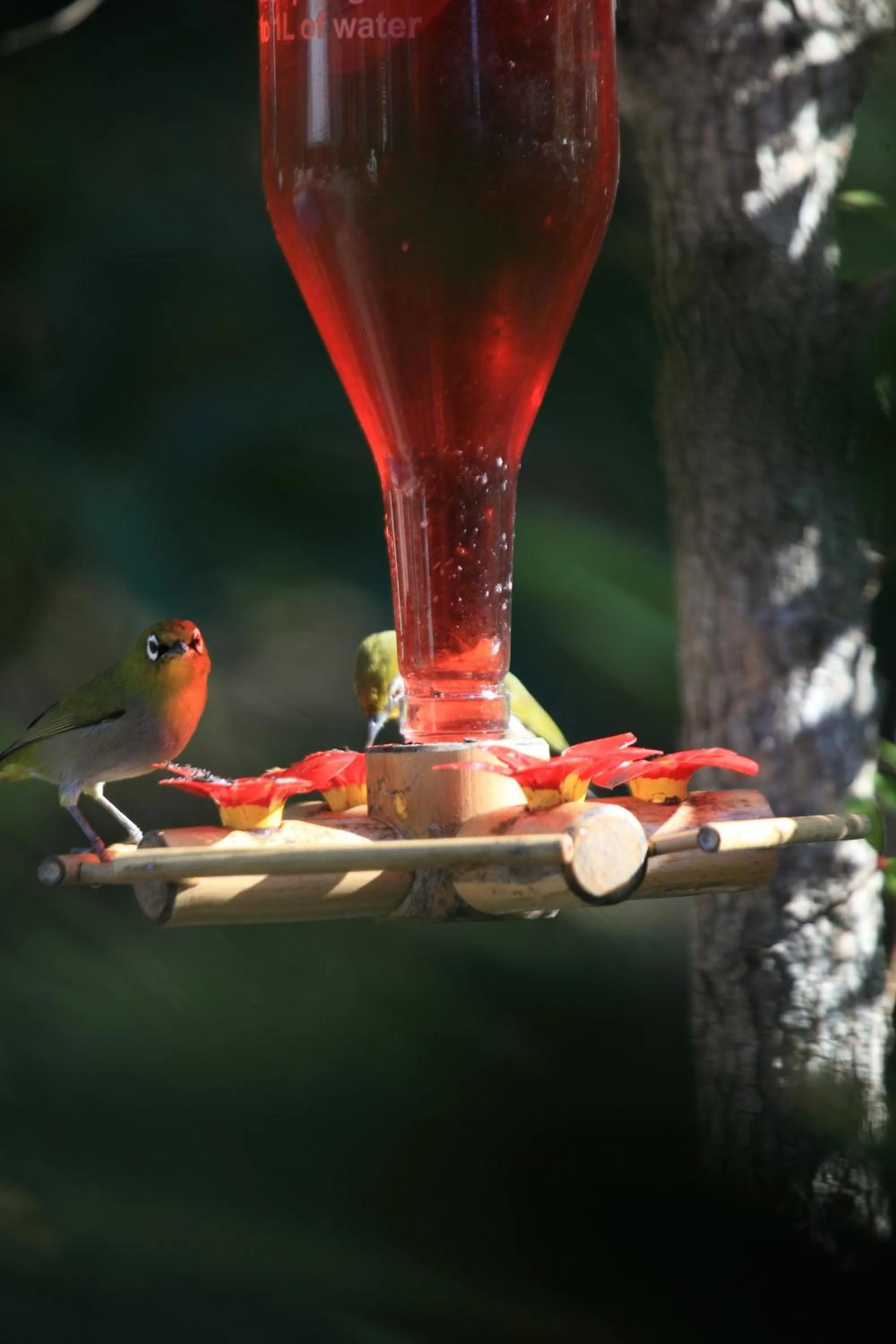Animals in Cinnamon Boutique Guest House