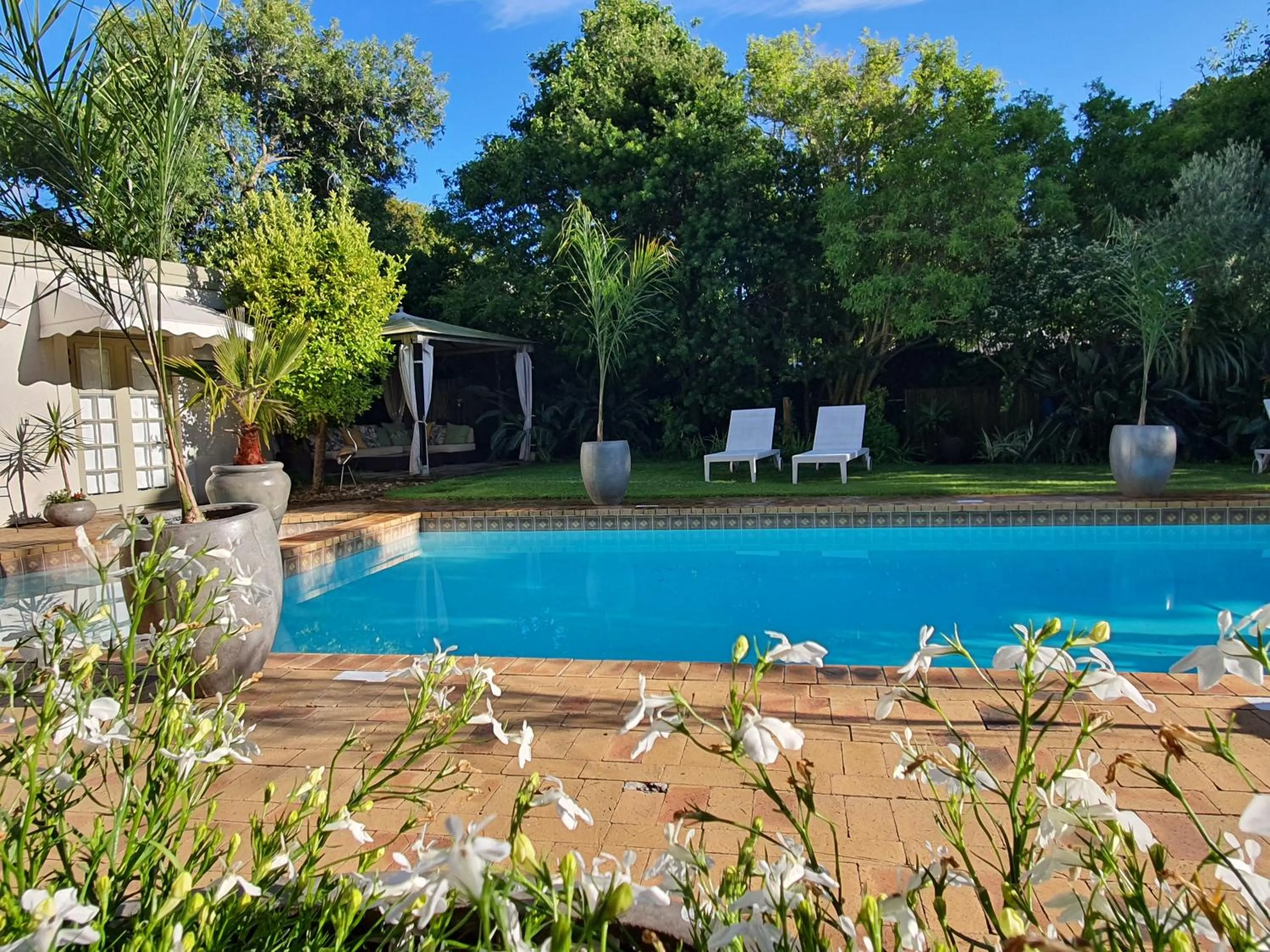 Swimming pool in Wild Olive Guest House & Villa