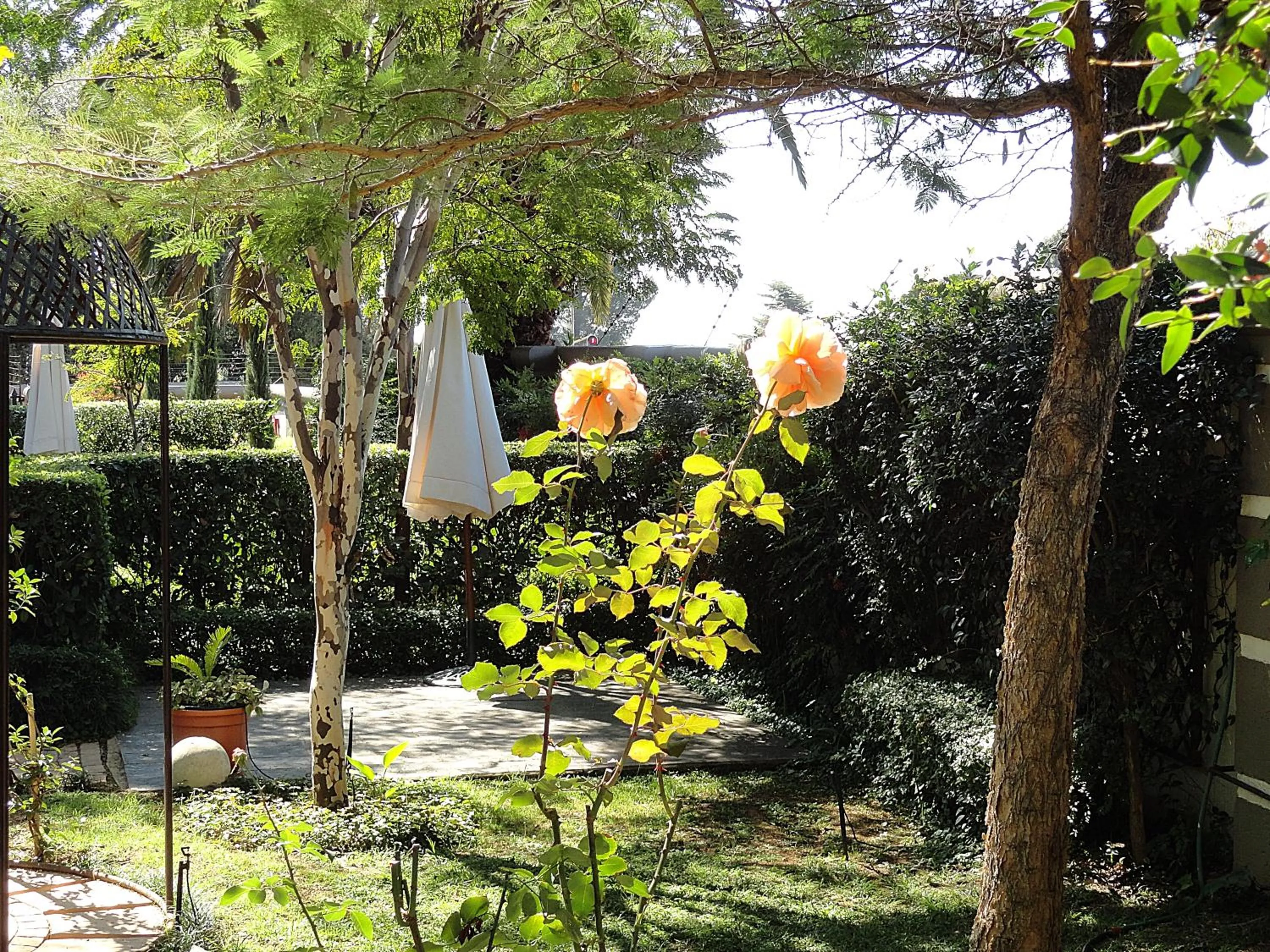 Garden in Constantia Manor Guest House
