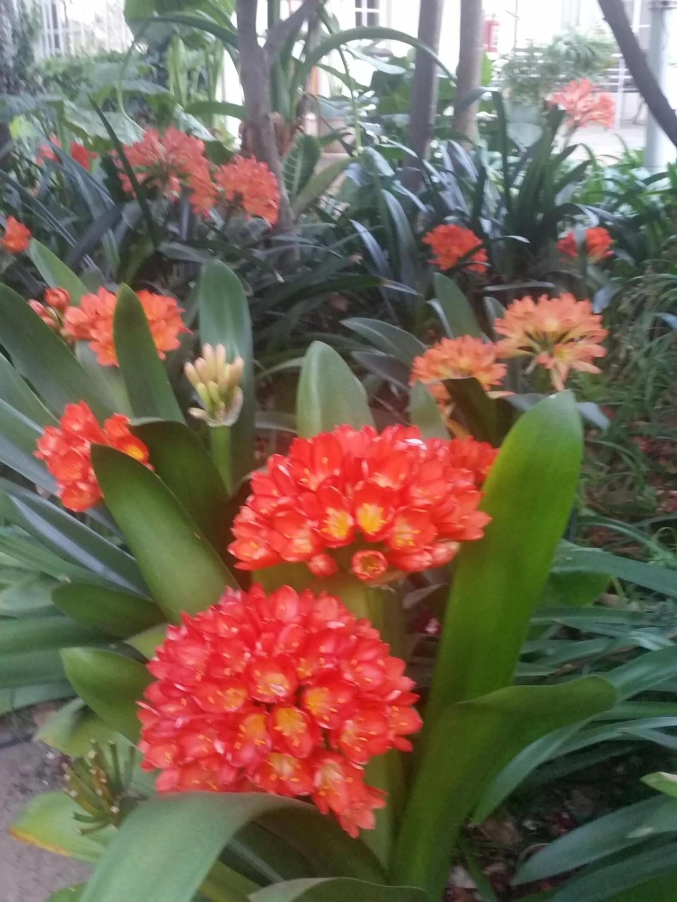 Garden in Constantia Manor Guest House