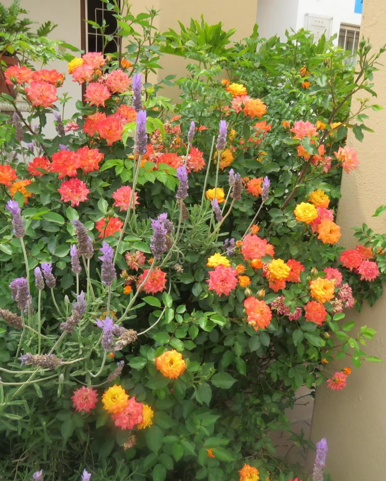 Garden in Langenhoven B&B