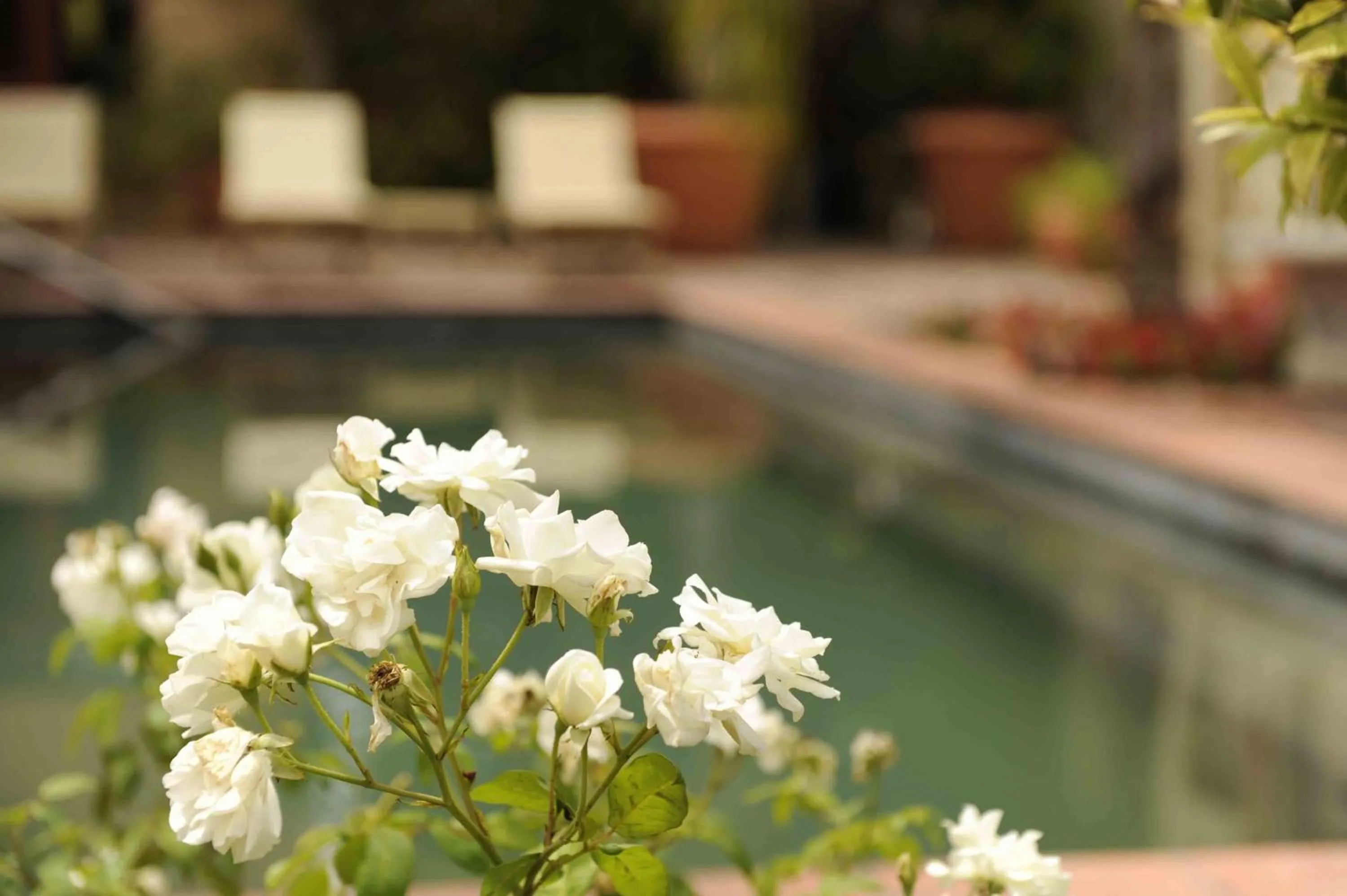 Garden in Montagu Country Hotel