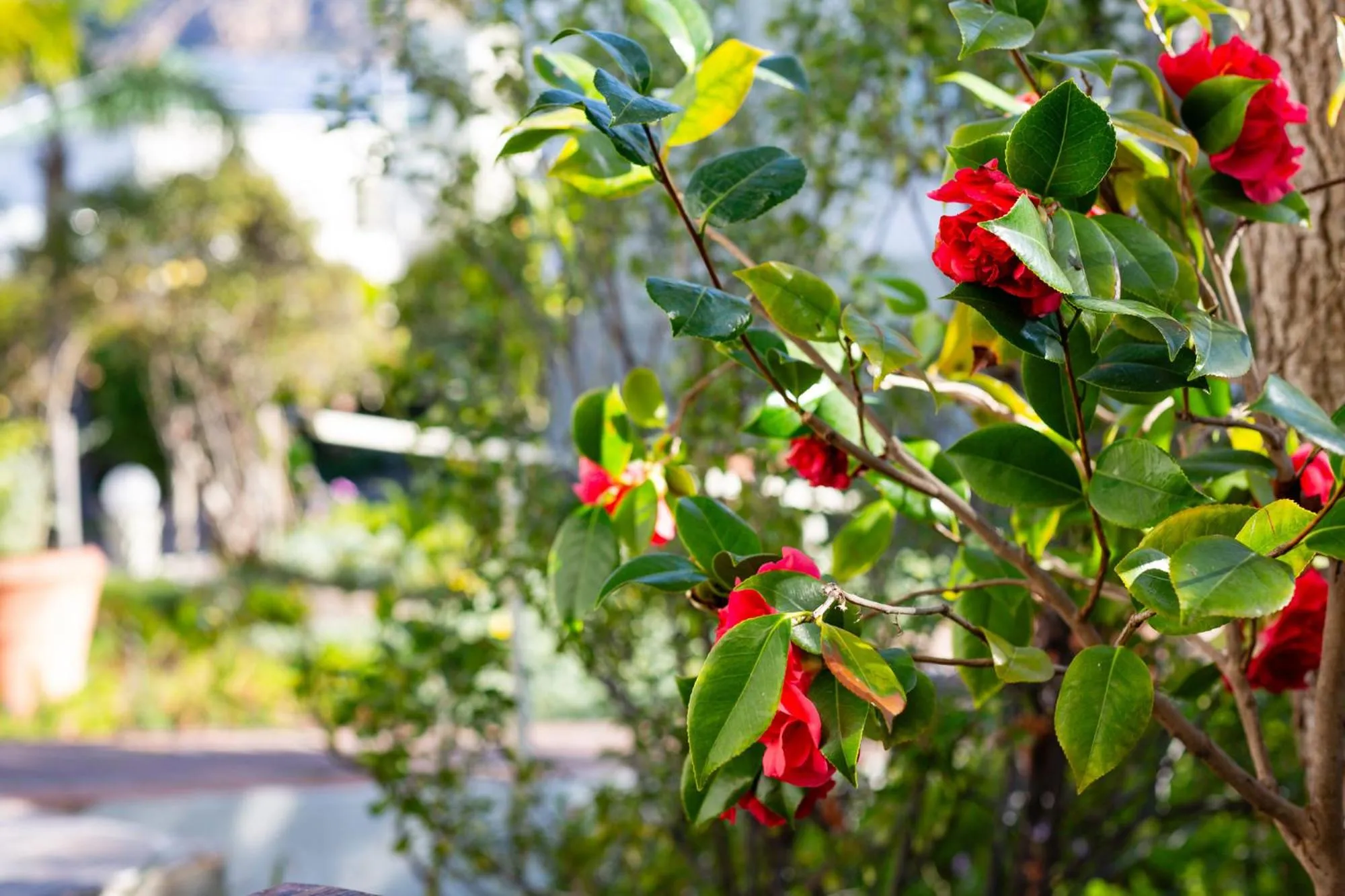 Garden in Montagu Country Hotel