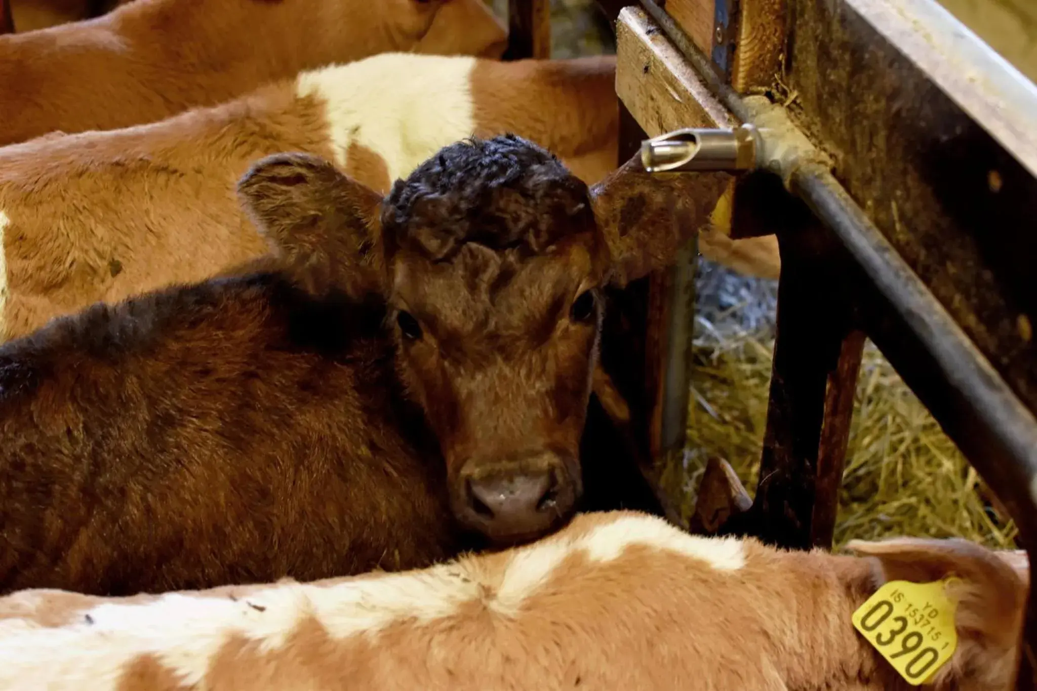 Property building in Breidamyri Farm Apartments Property building in Breidamyri Farm Apartments