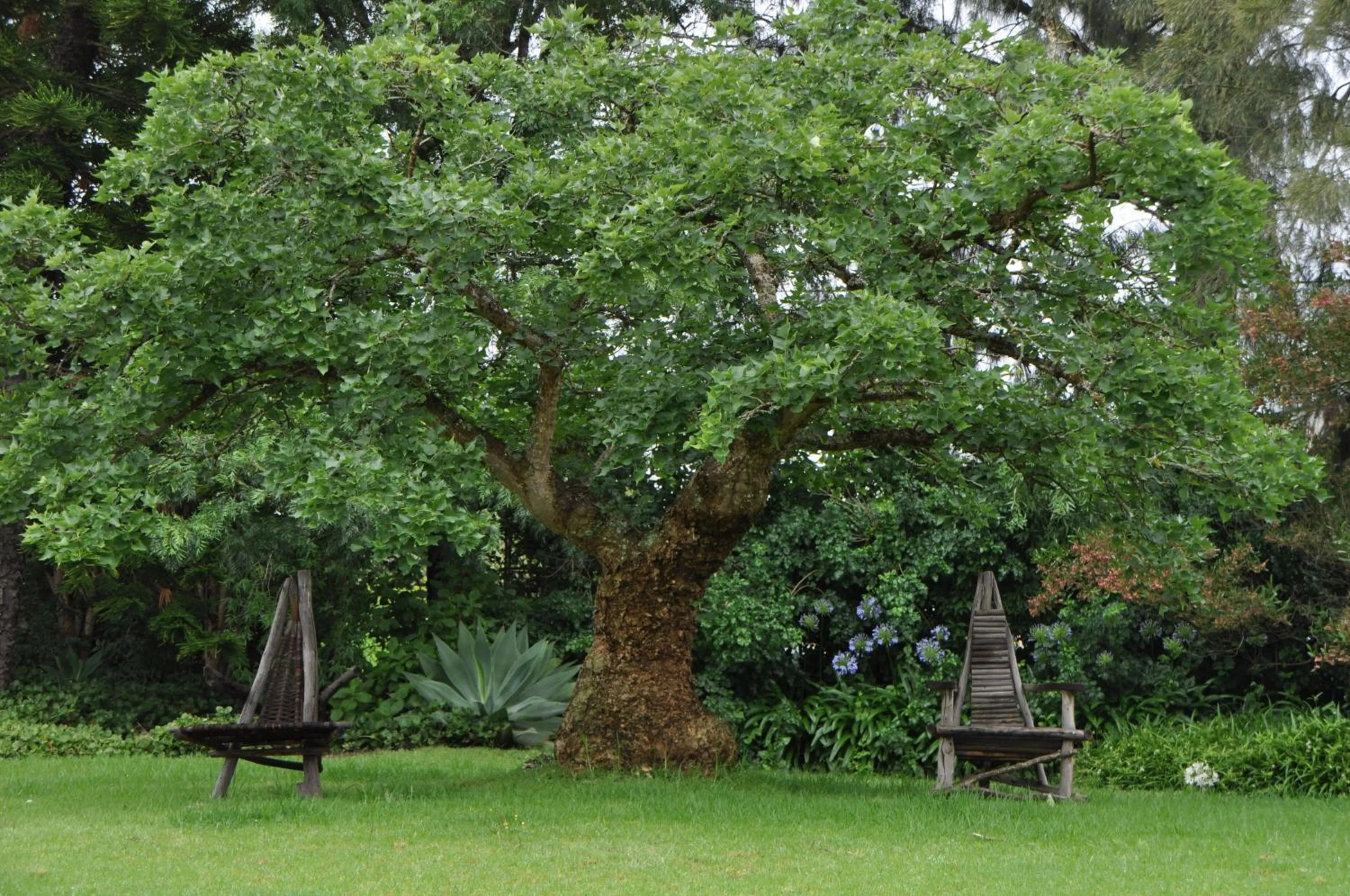 Garden in Marula Lodge