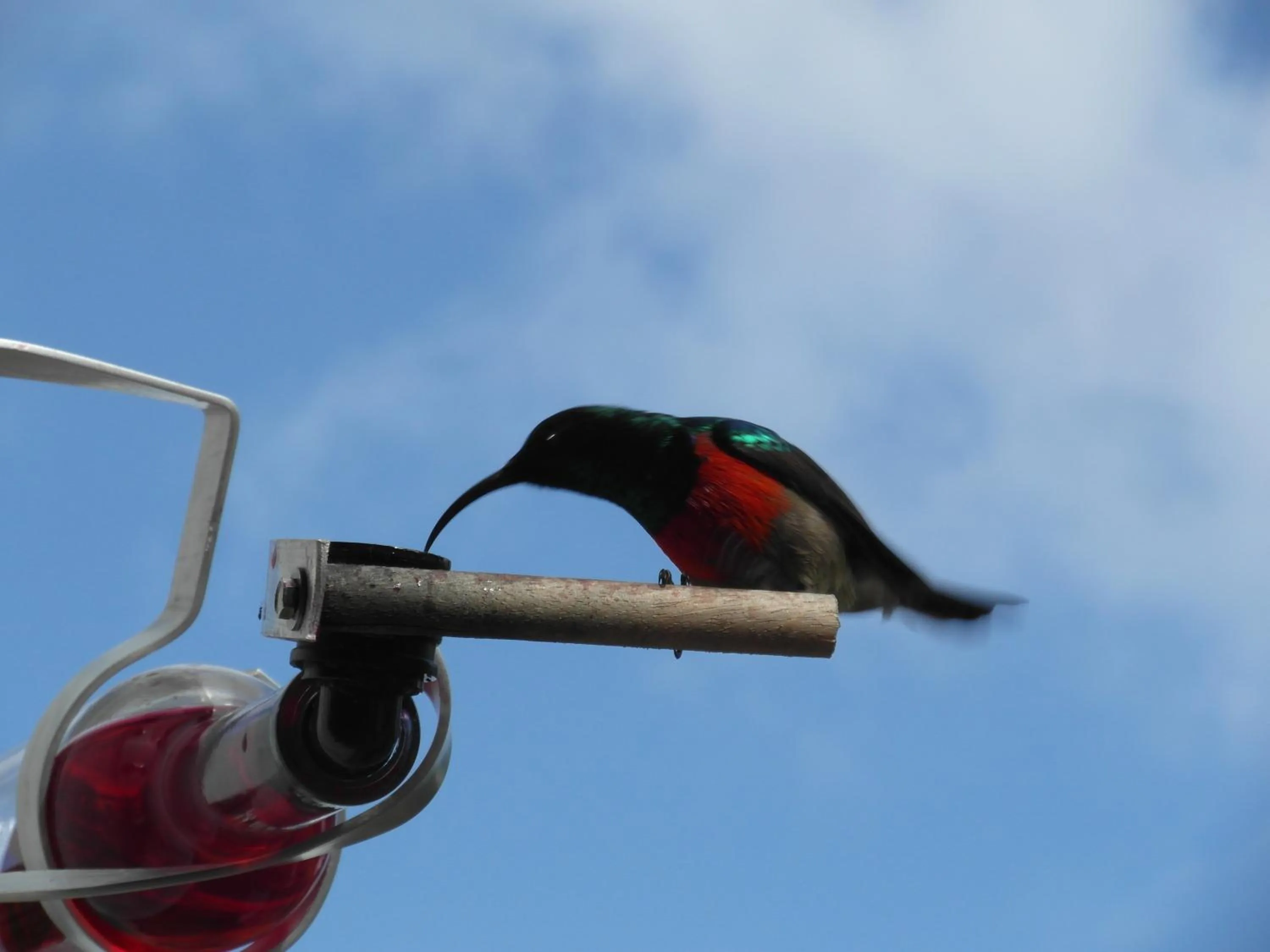 Garden in Marula Lodge