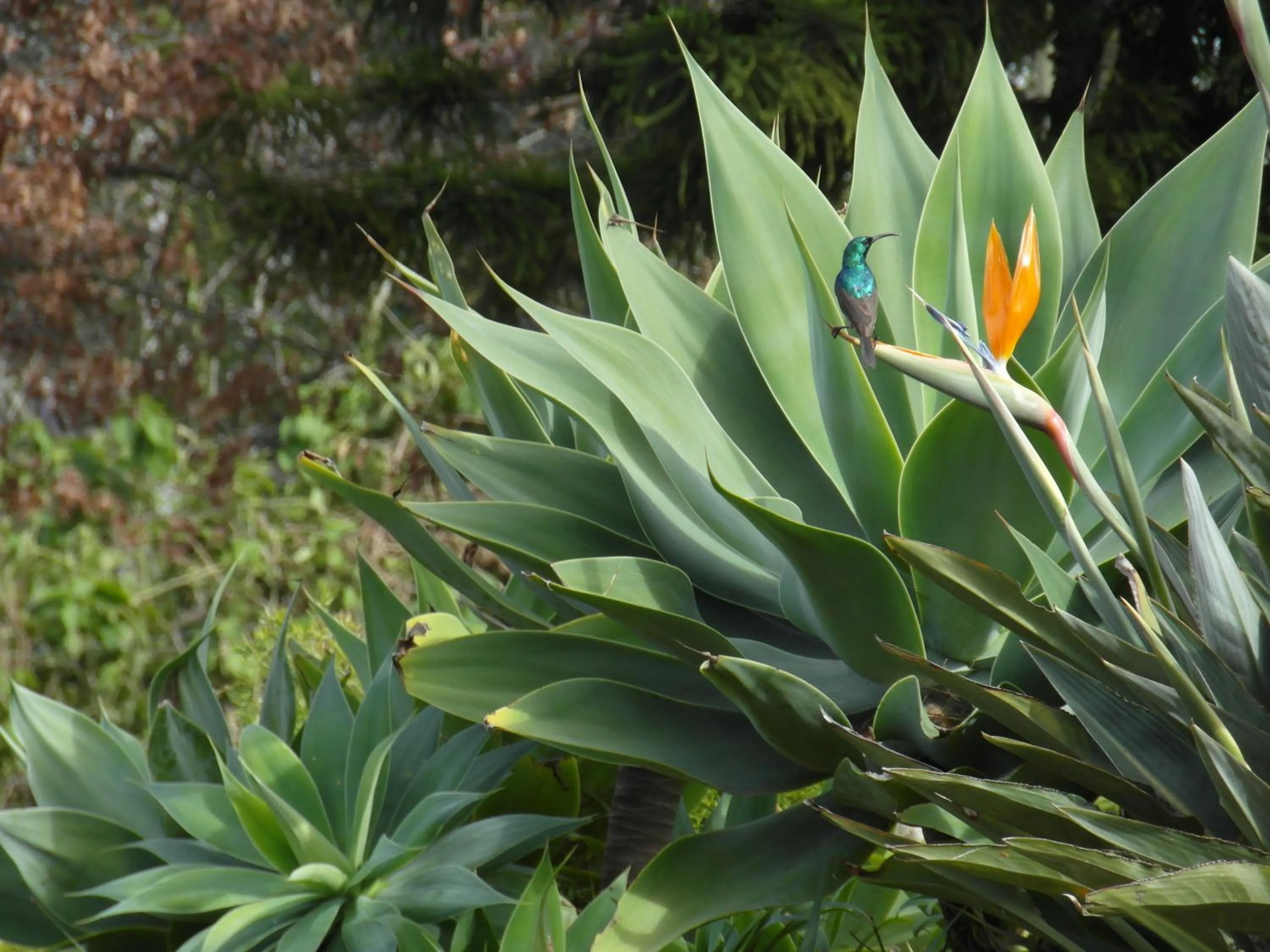 Garden in Marula Lodge
