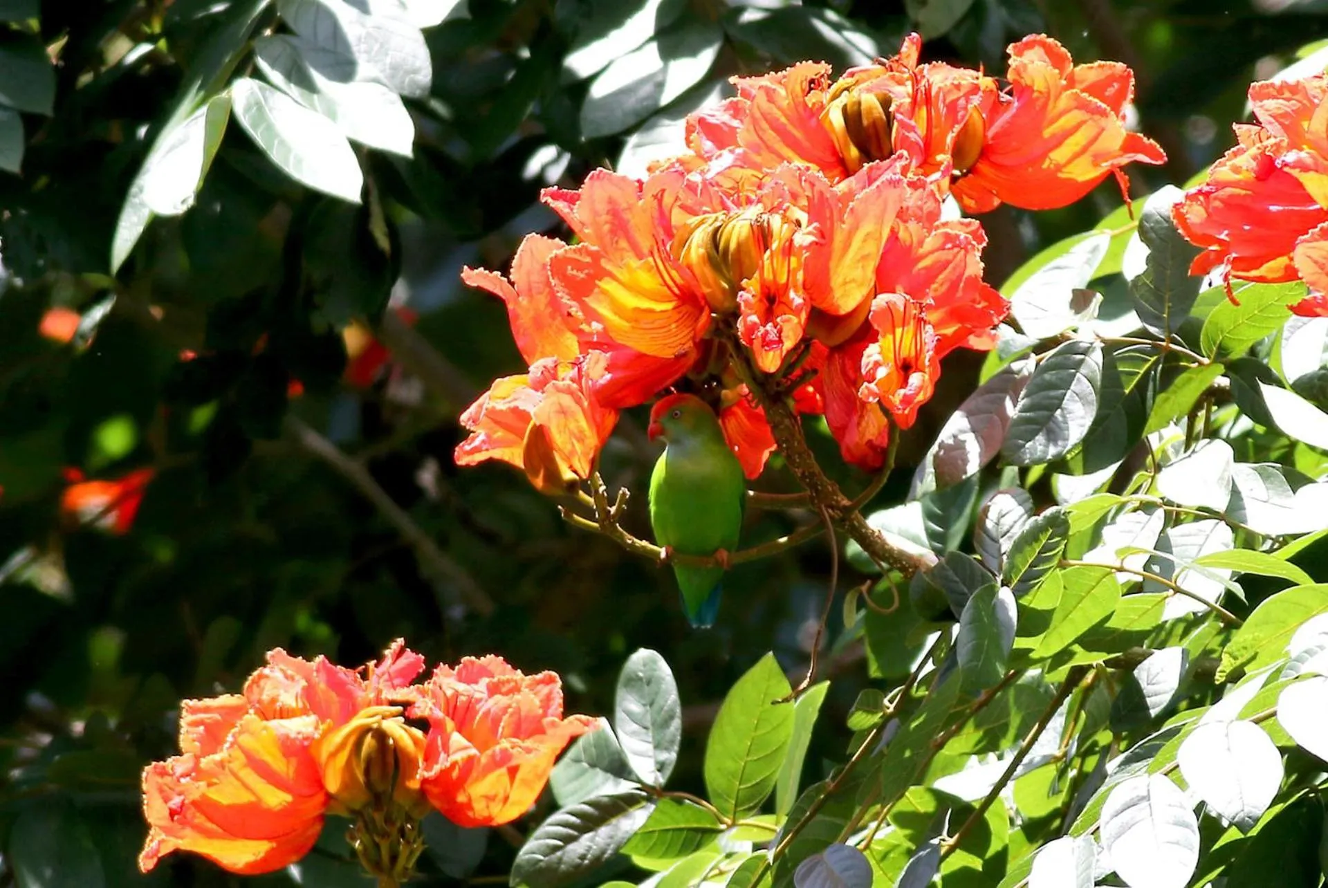 Animals in The Planters House