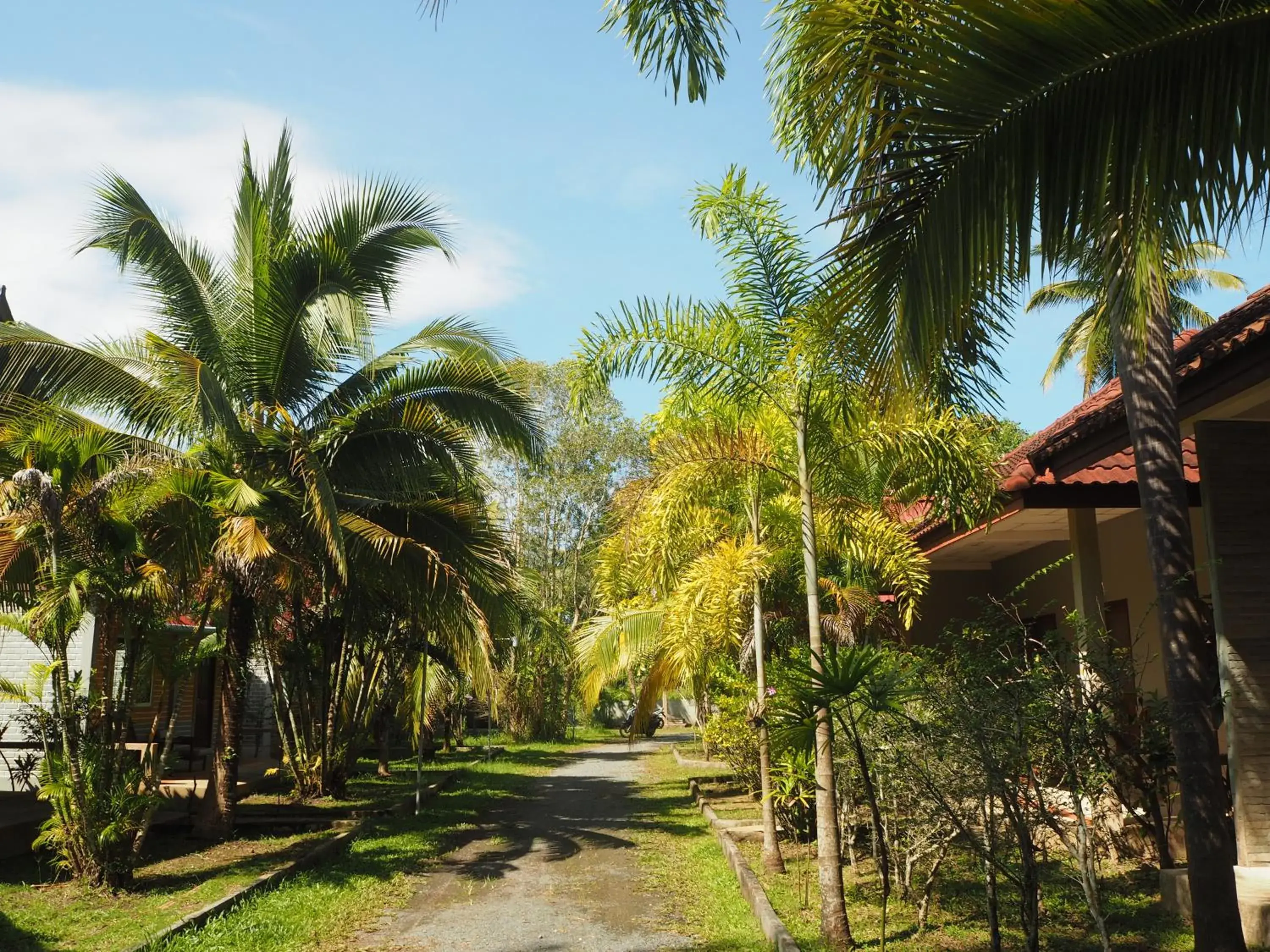 Garden view in Coconut Bungalow Garden view in Coconut Bungalow
