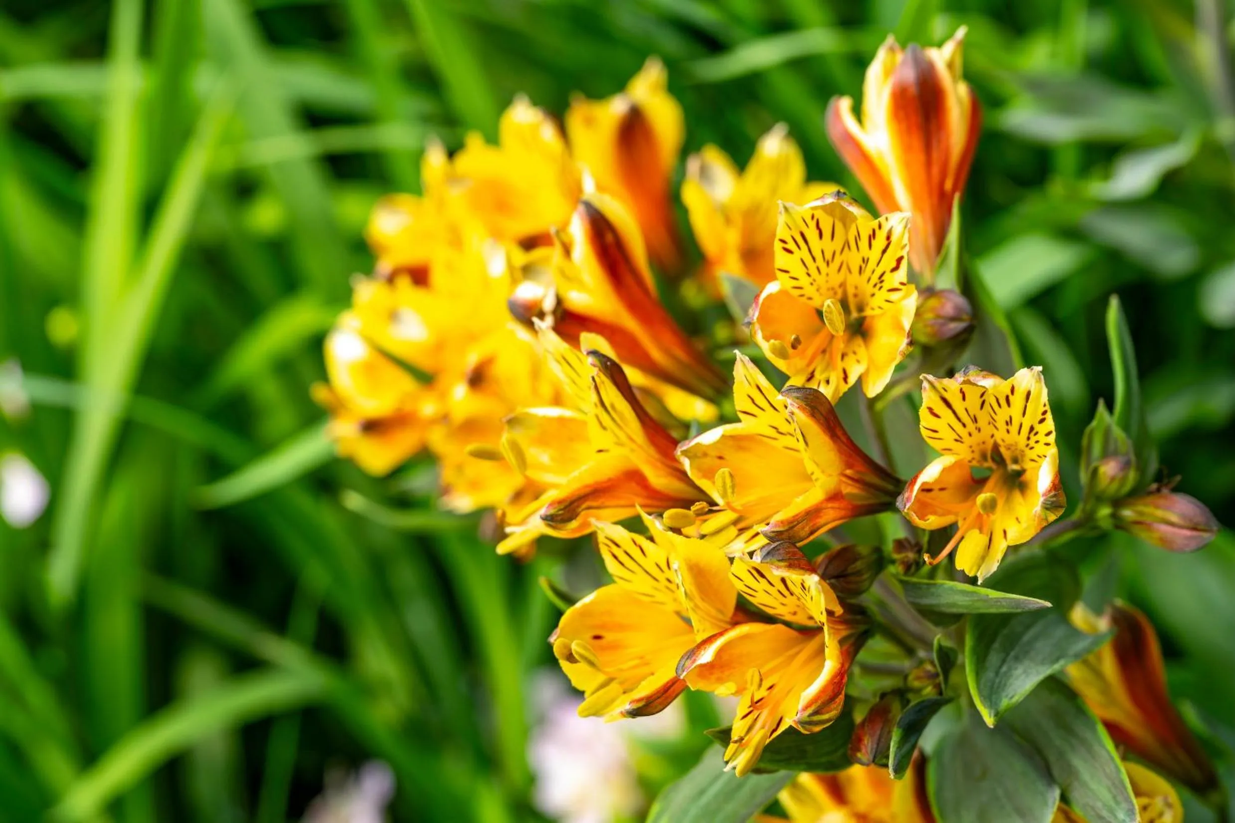 Spring in Woodall Country House and Spa