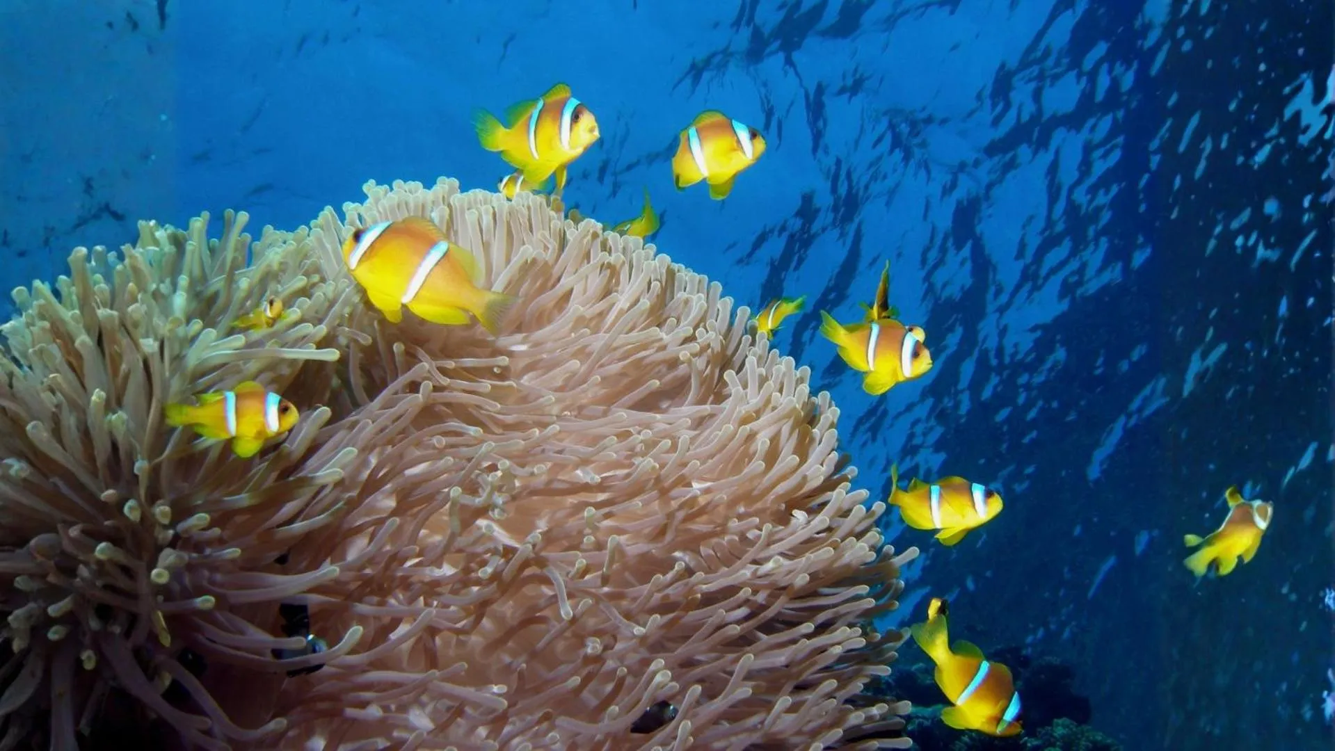 Diving in Kempinski Hotel Soma Bay