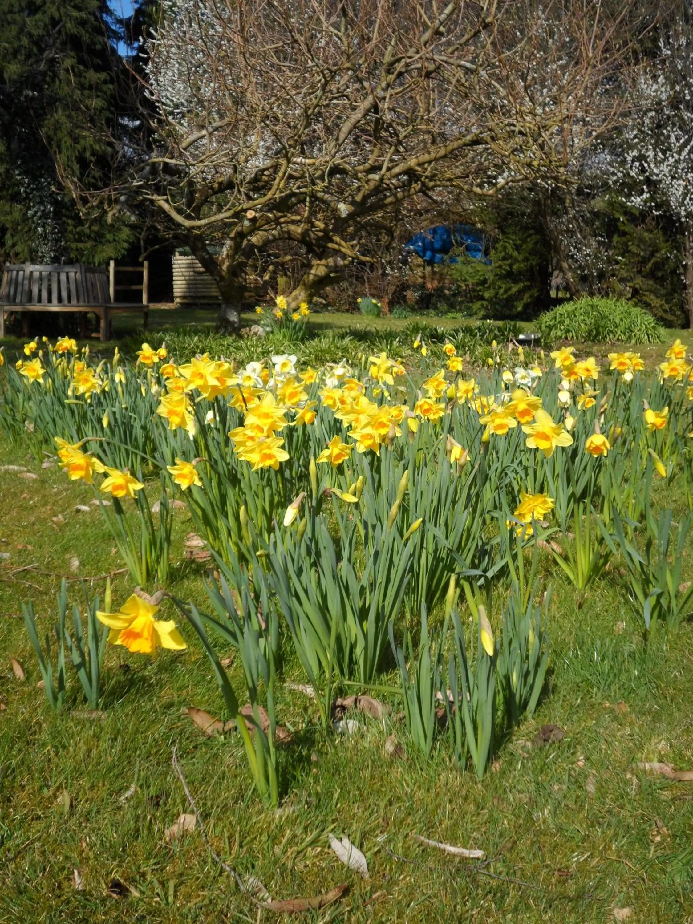 Spring in Gages Mill