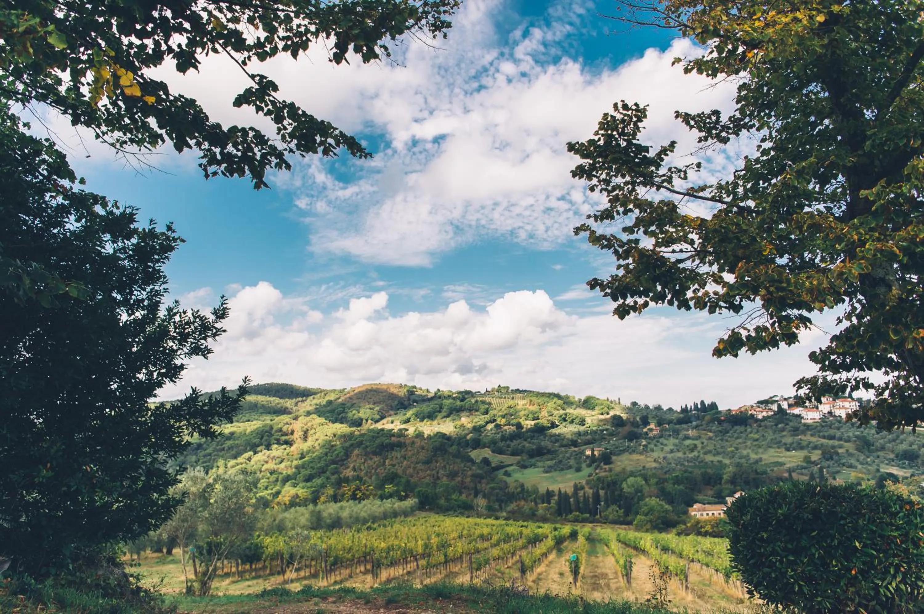 Natural landscape in Castello di Cafaggio