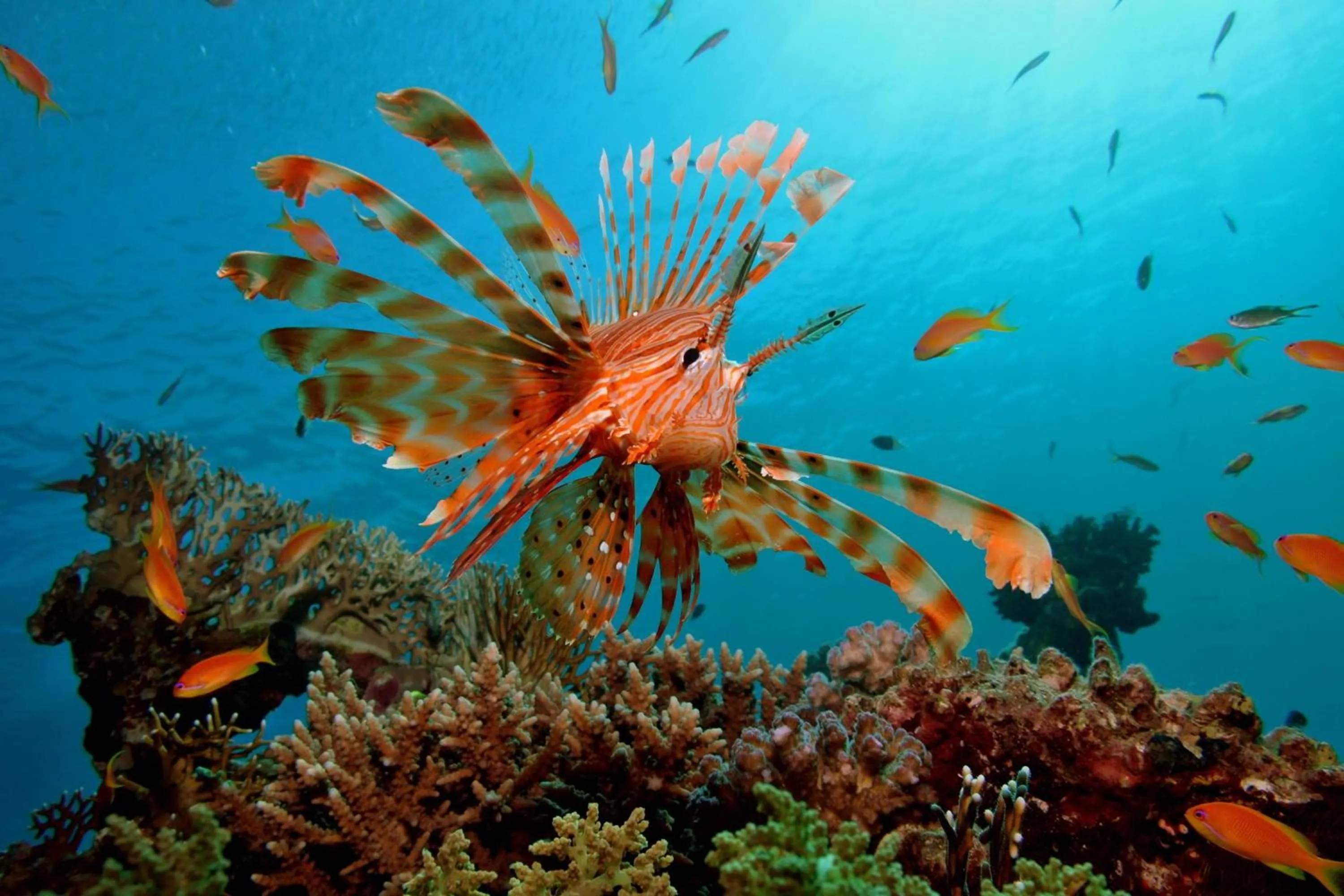 Other in Renaissance Sharm El Sheikh Golden View Beach Resort