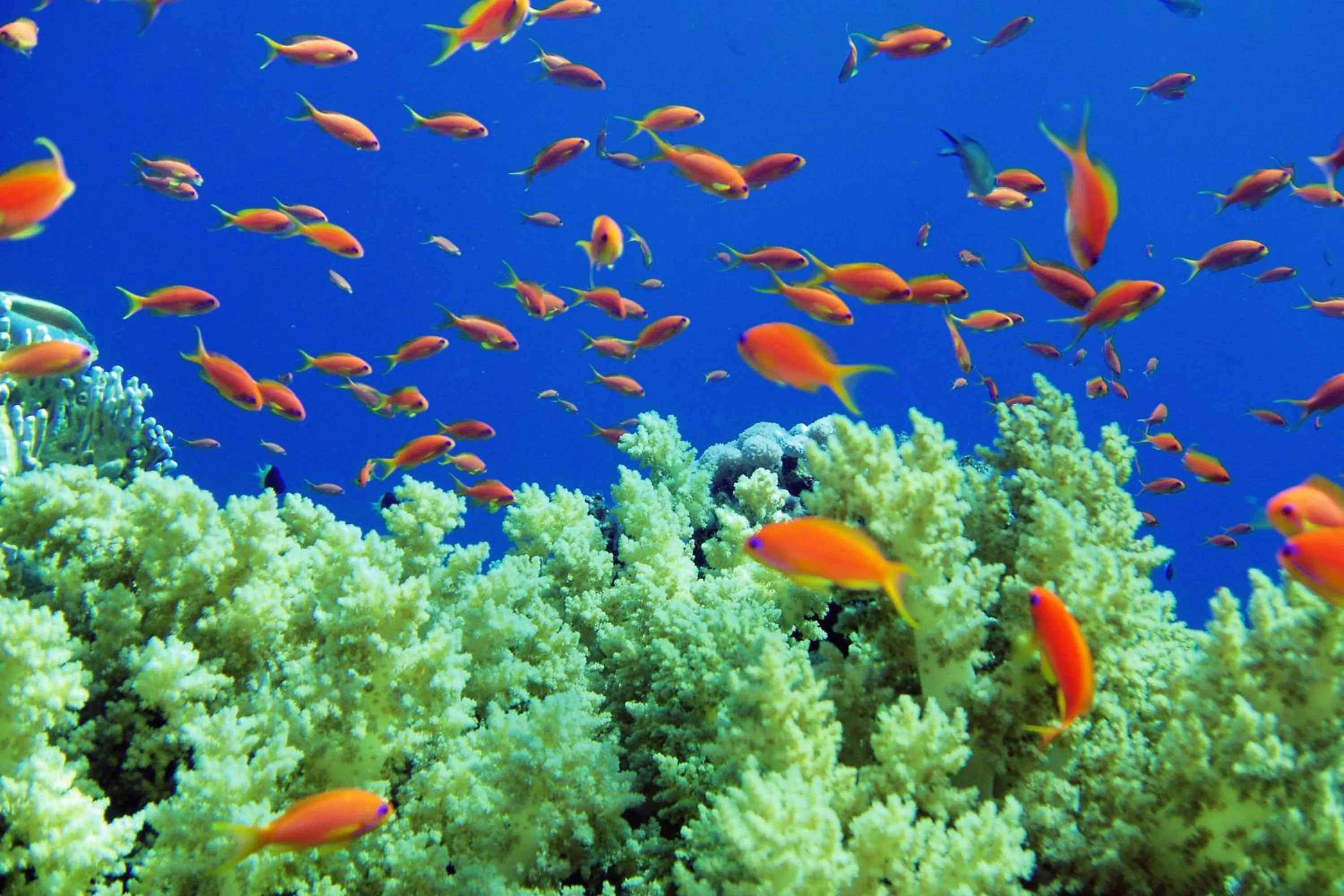 Other in Renaissance Sharm El Sheikh Golden View Beach Resort