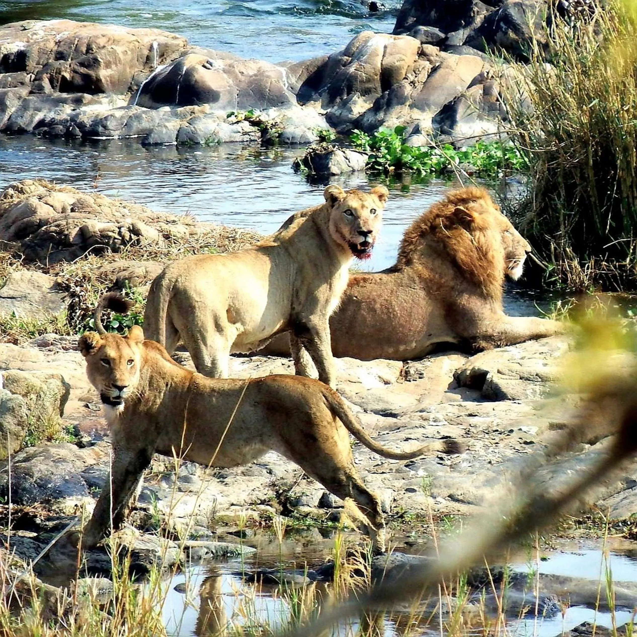 Off site in Wielewaal Bush Lodge