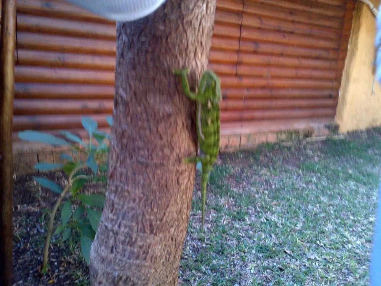 Animals in Wielewaal Bush Lodge
