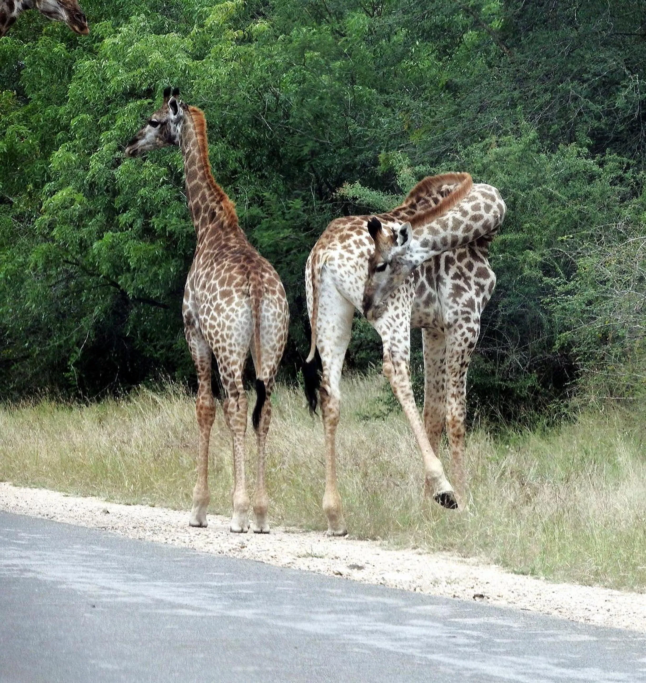 Off site in Wielewaal Bush Lodge
