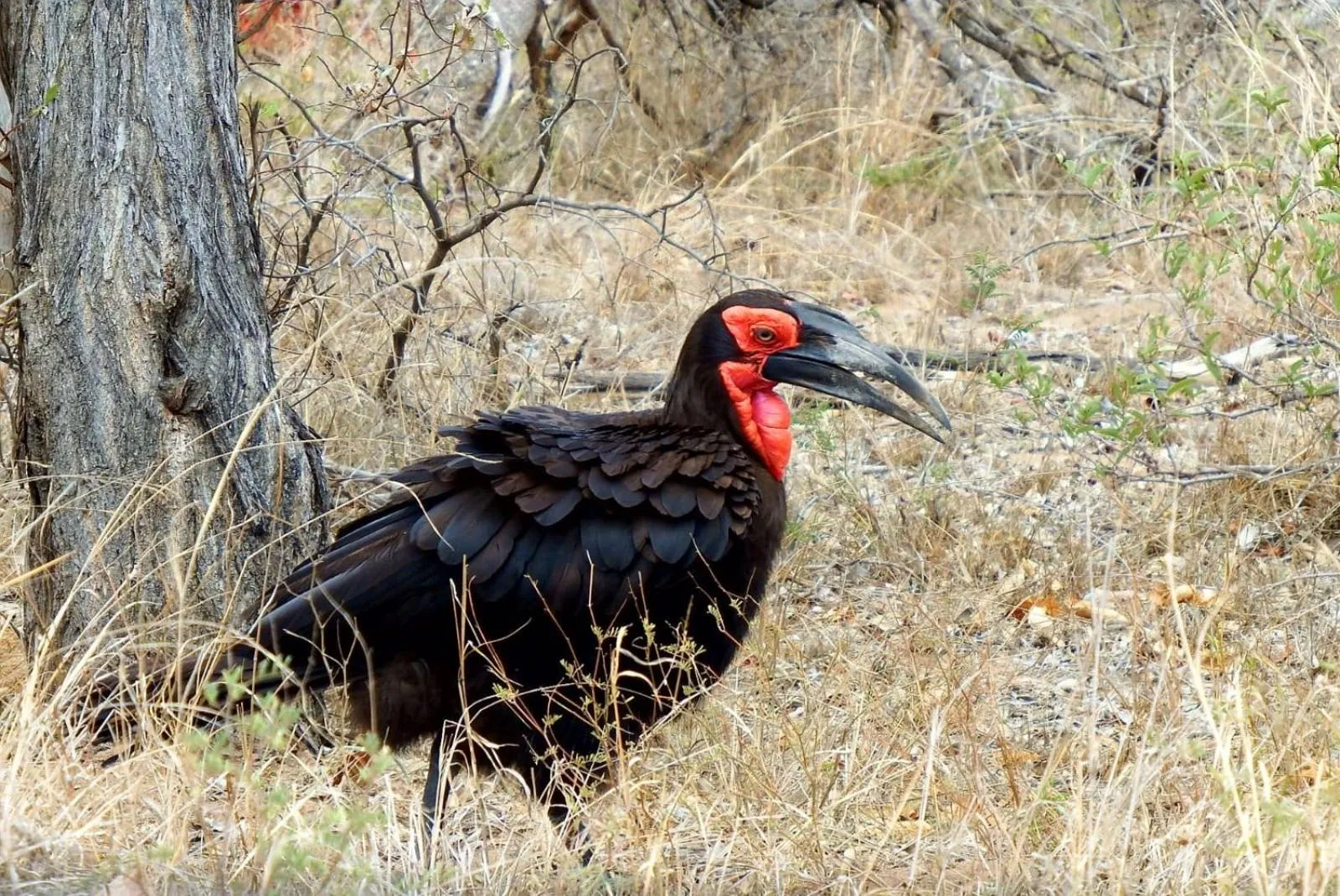 Natural landscape in Wielewaal Bush Lodge