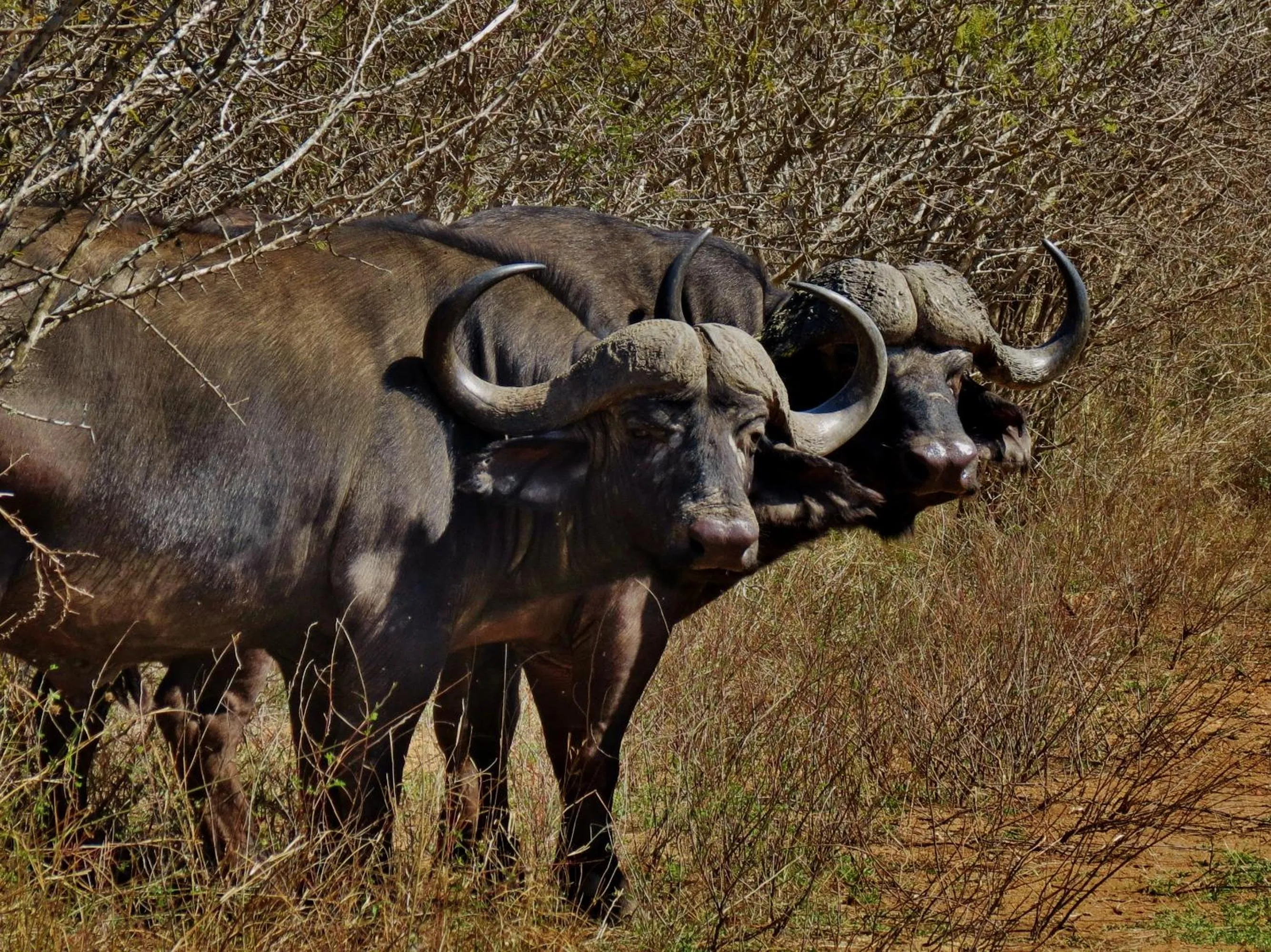 Animals in Wielewaal Bush Lodge