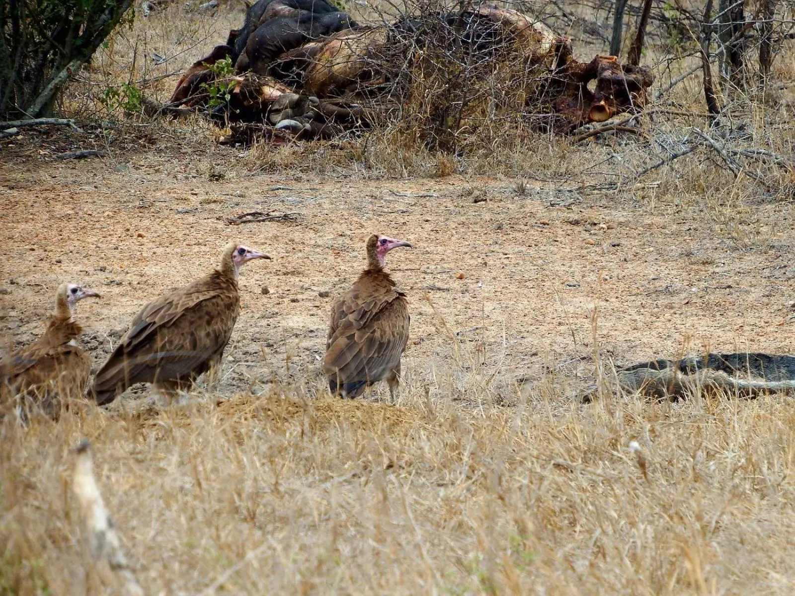 Area and facilities in Wielewaal Bush Lodge