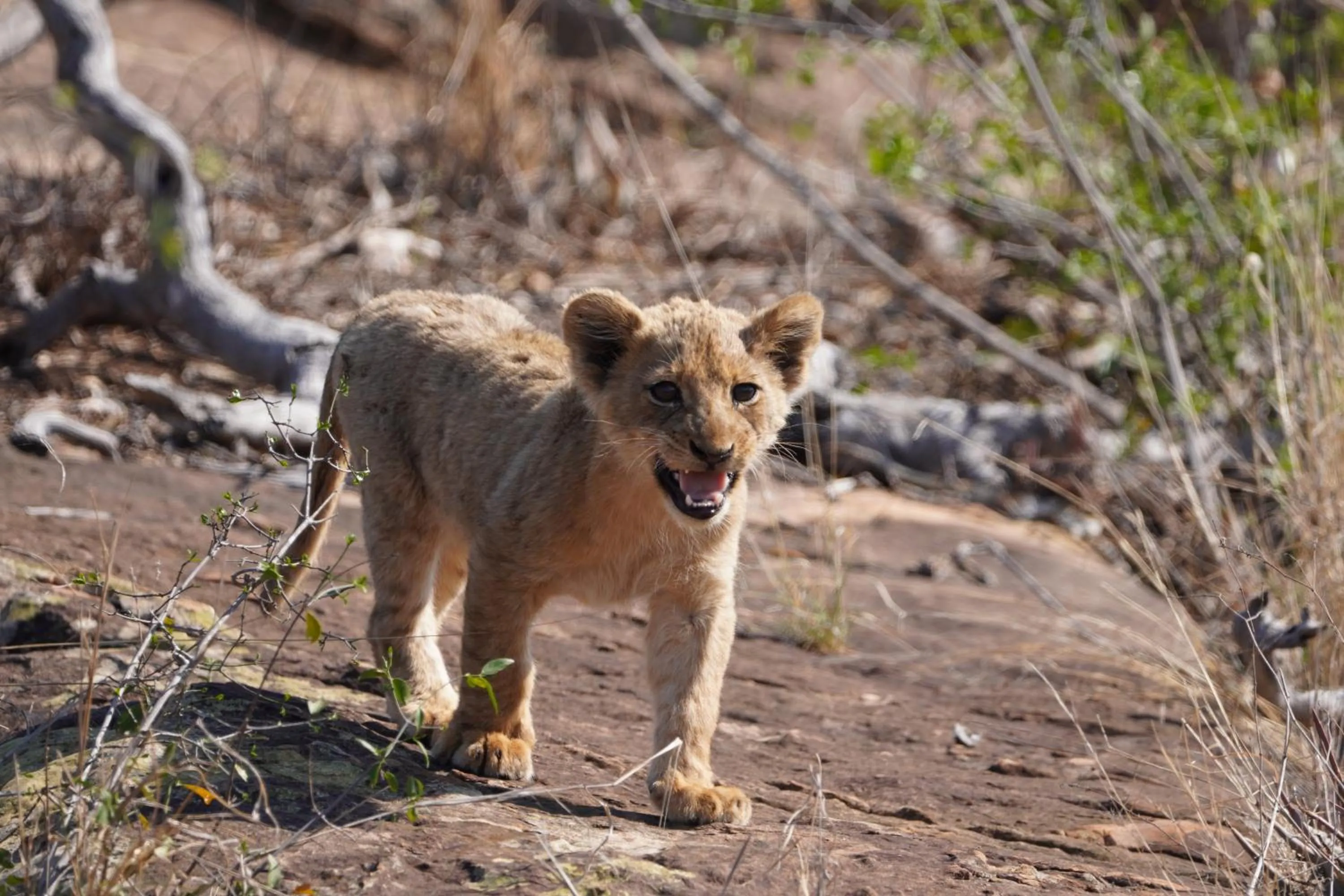 Animals in Wielewaal Bush Lodge