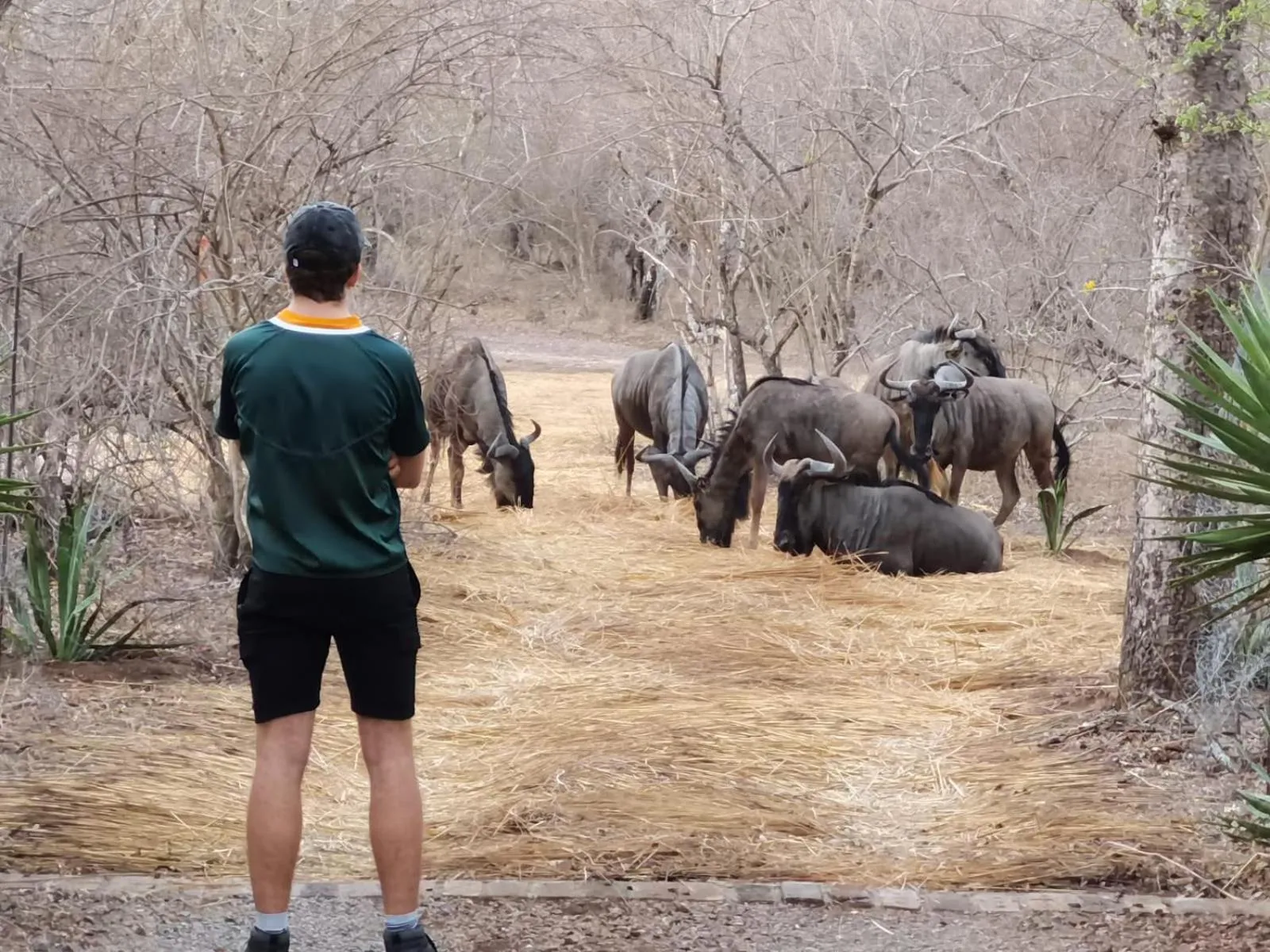 Facade/entrance in Wielewaal Bush Lodge