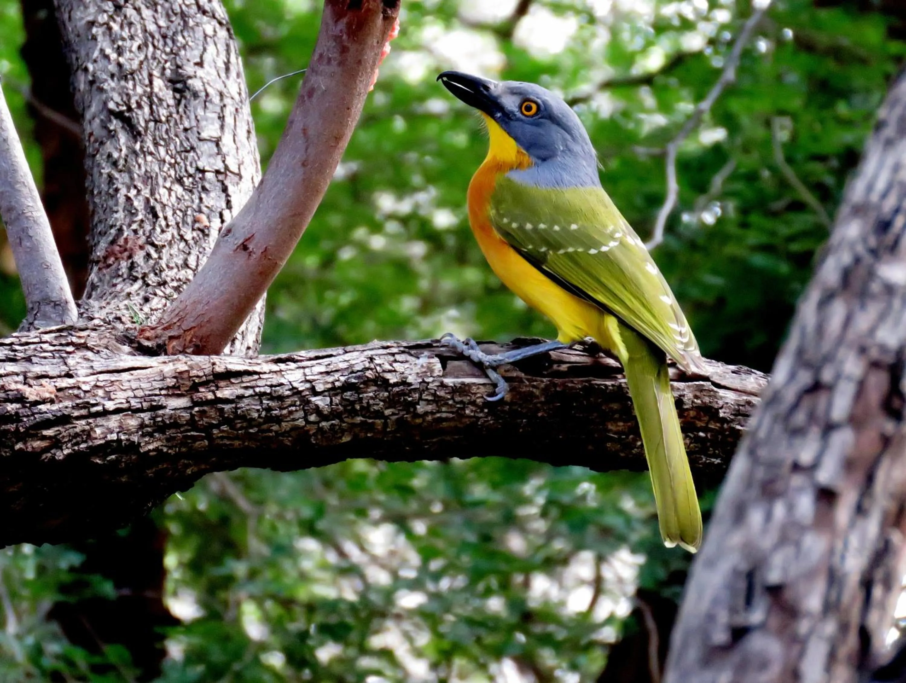 Garden in Wielewaal Bush Lodge