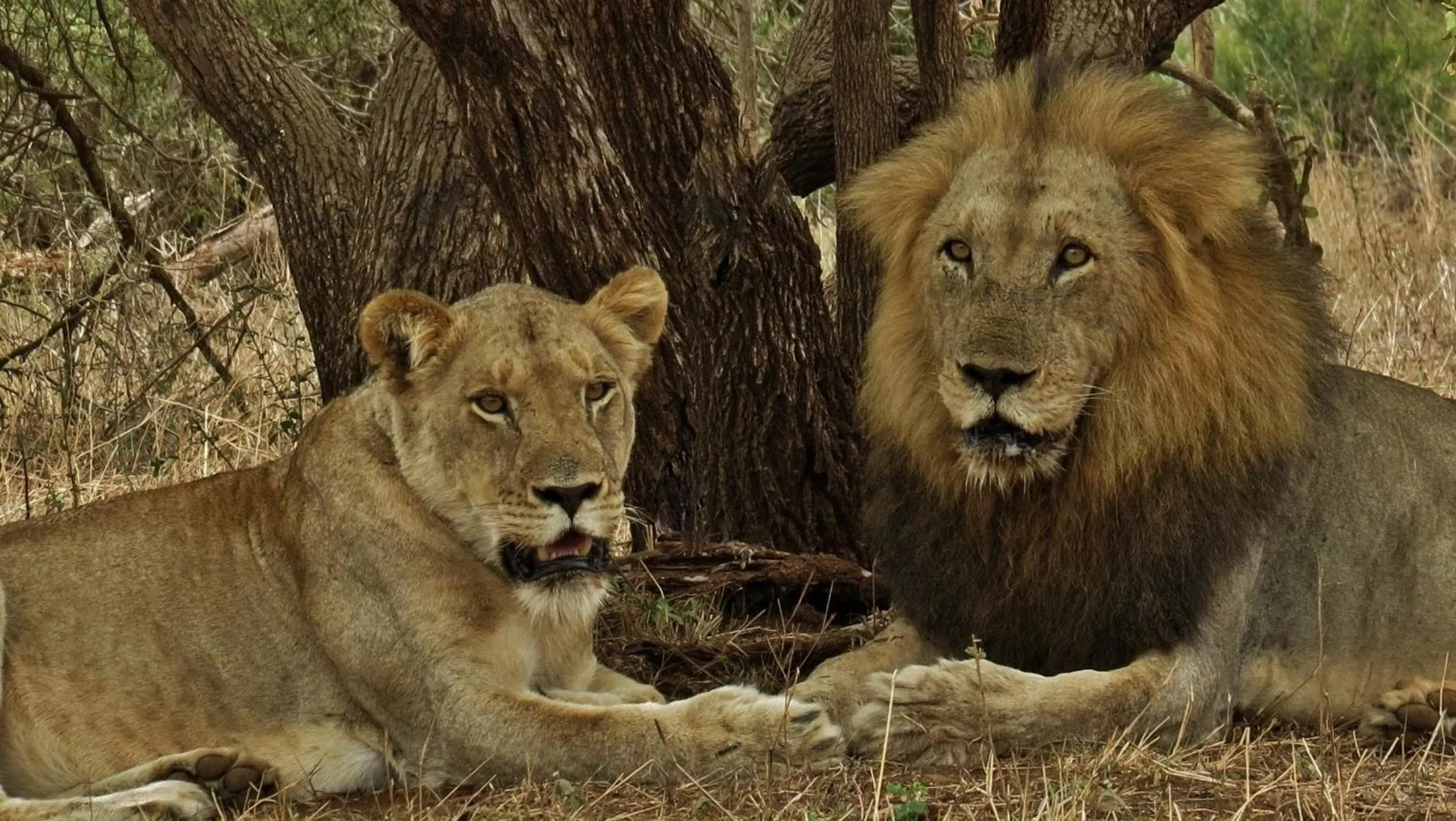 Nearby landmark in Wielewaal Bush Lodge