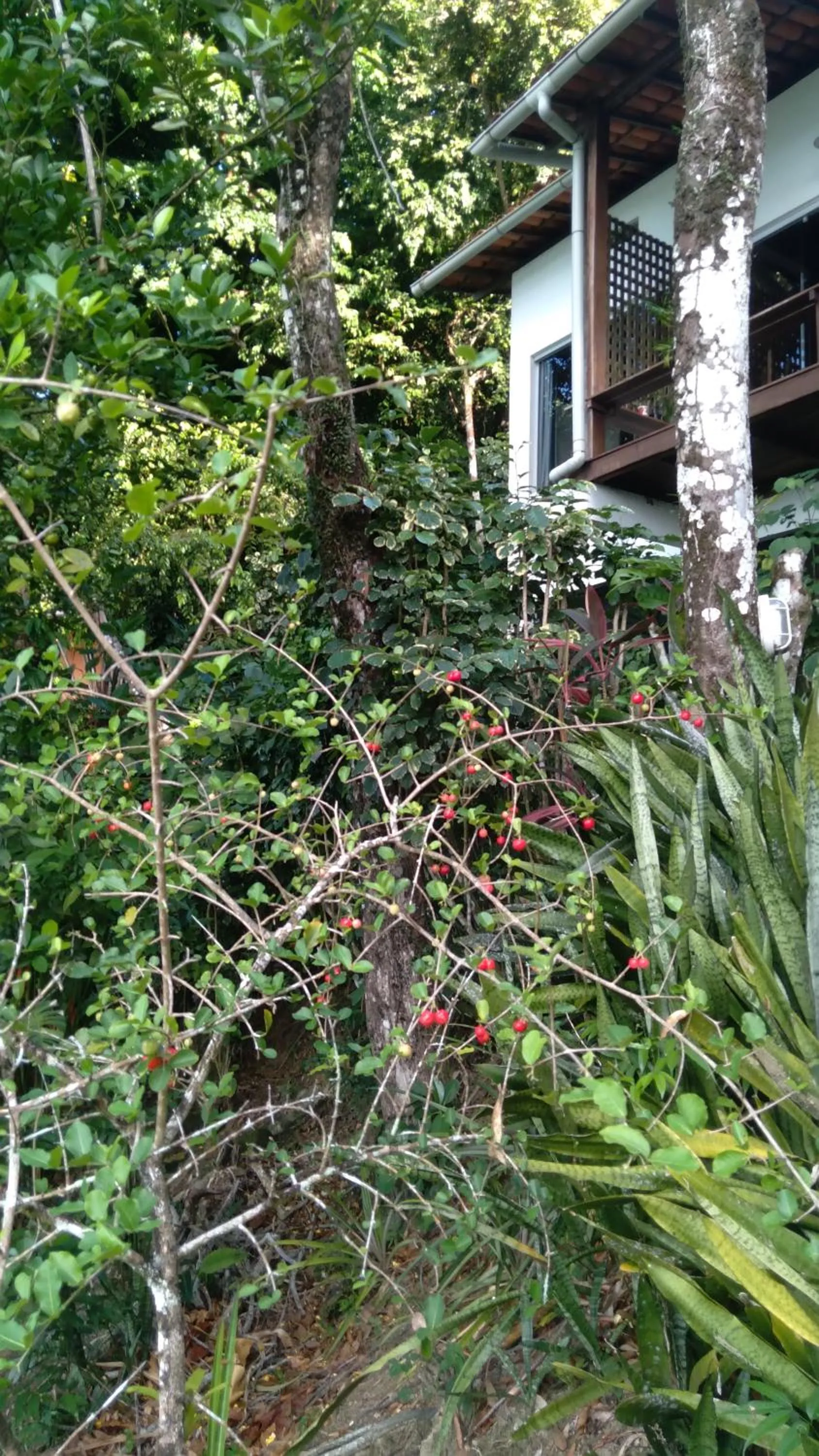 Casa Shuhari