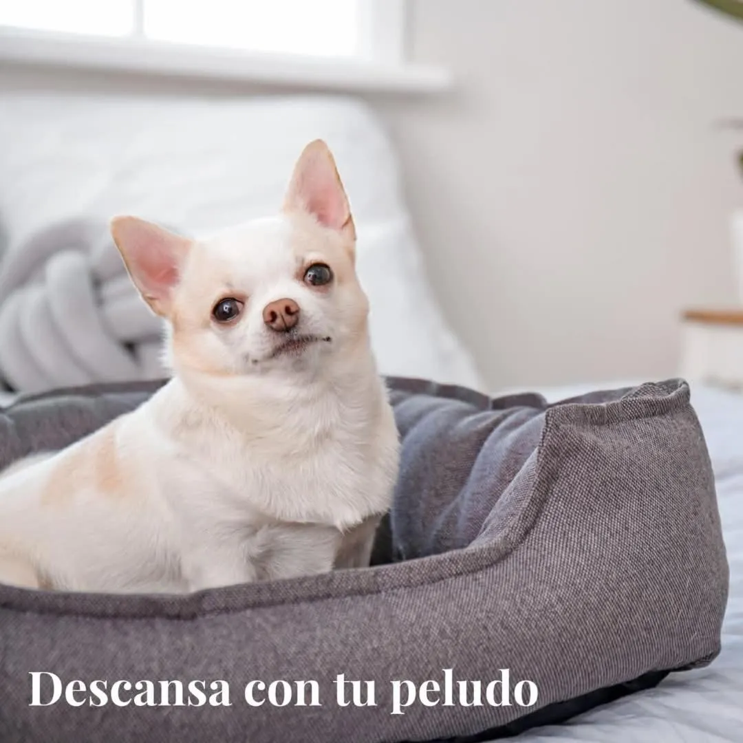 Pets in Motel Caldas