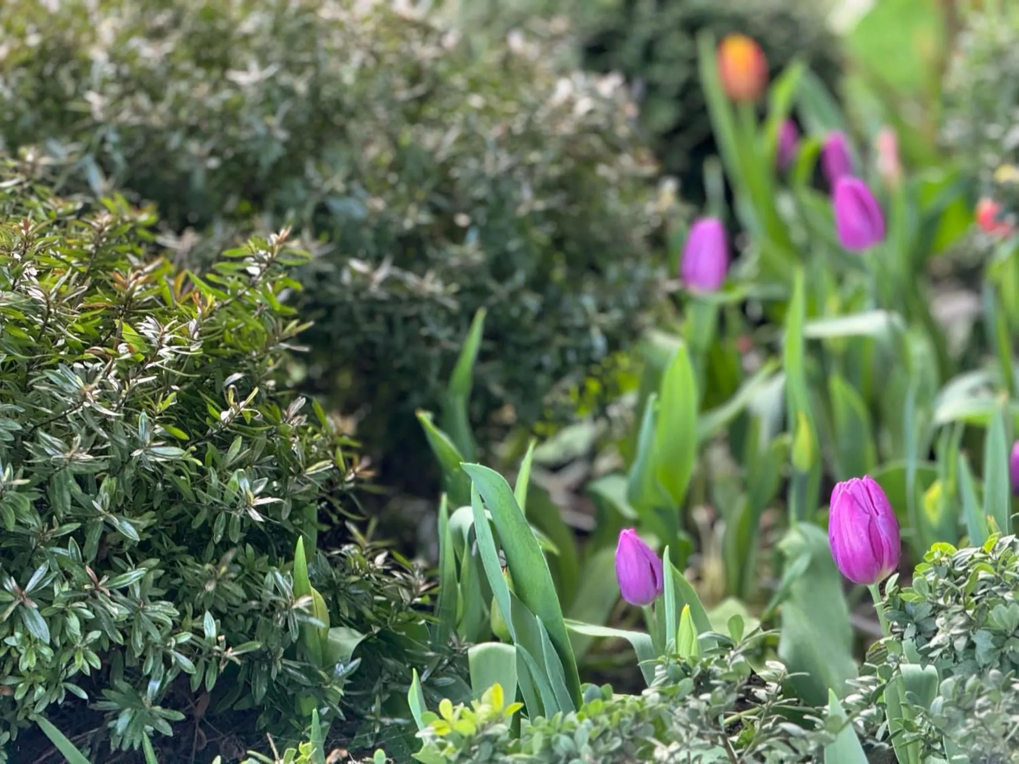 Garden in Rafayel Hotel & Spa