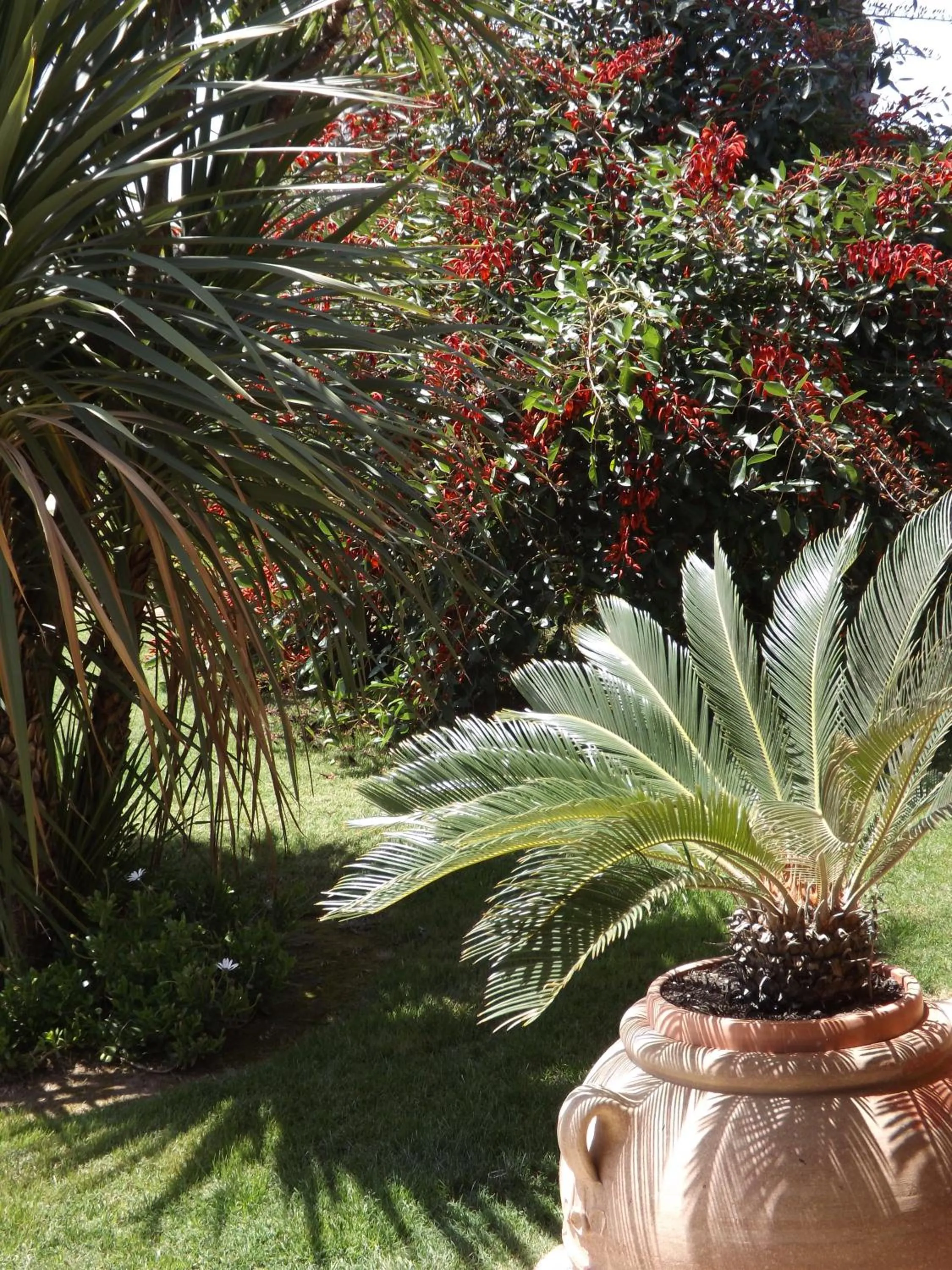 Garden in Le Anfore Hotel