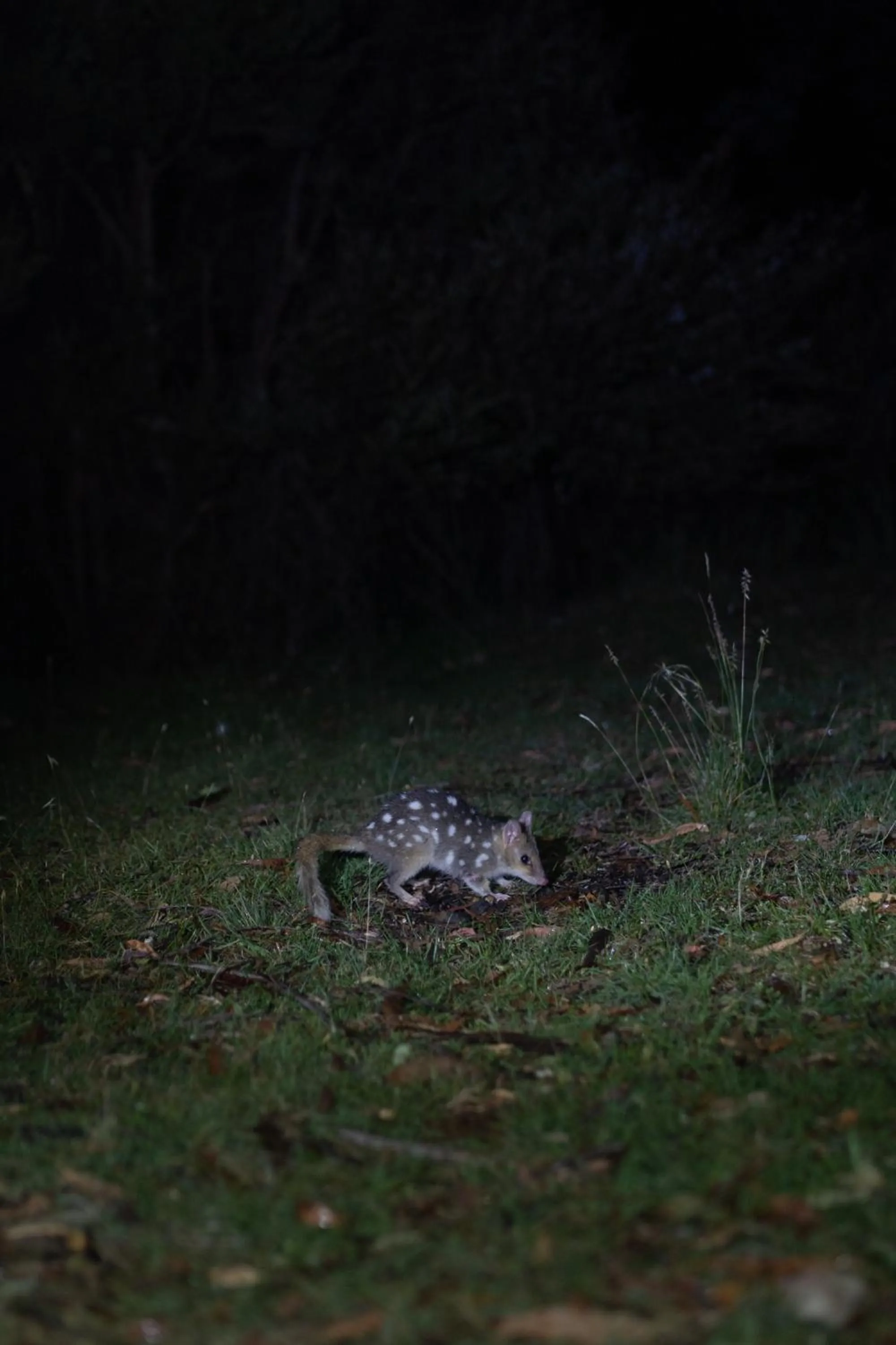 Craggy Peaks Wilderness Cabins