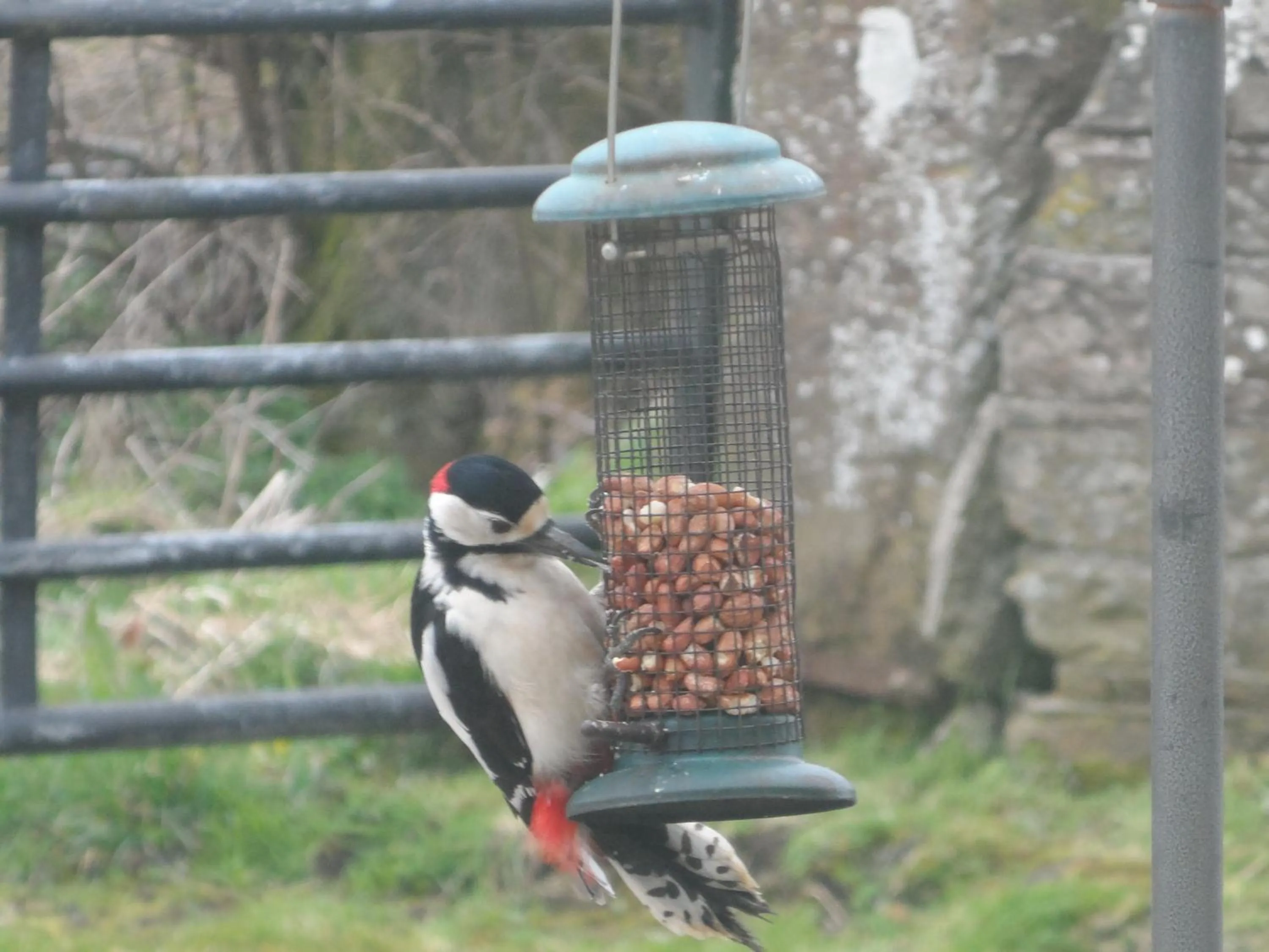 Animals in Midtown Farm Bed & Breakfast