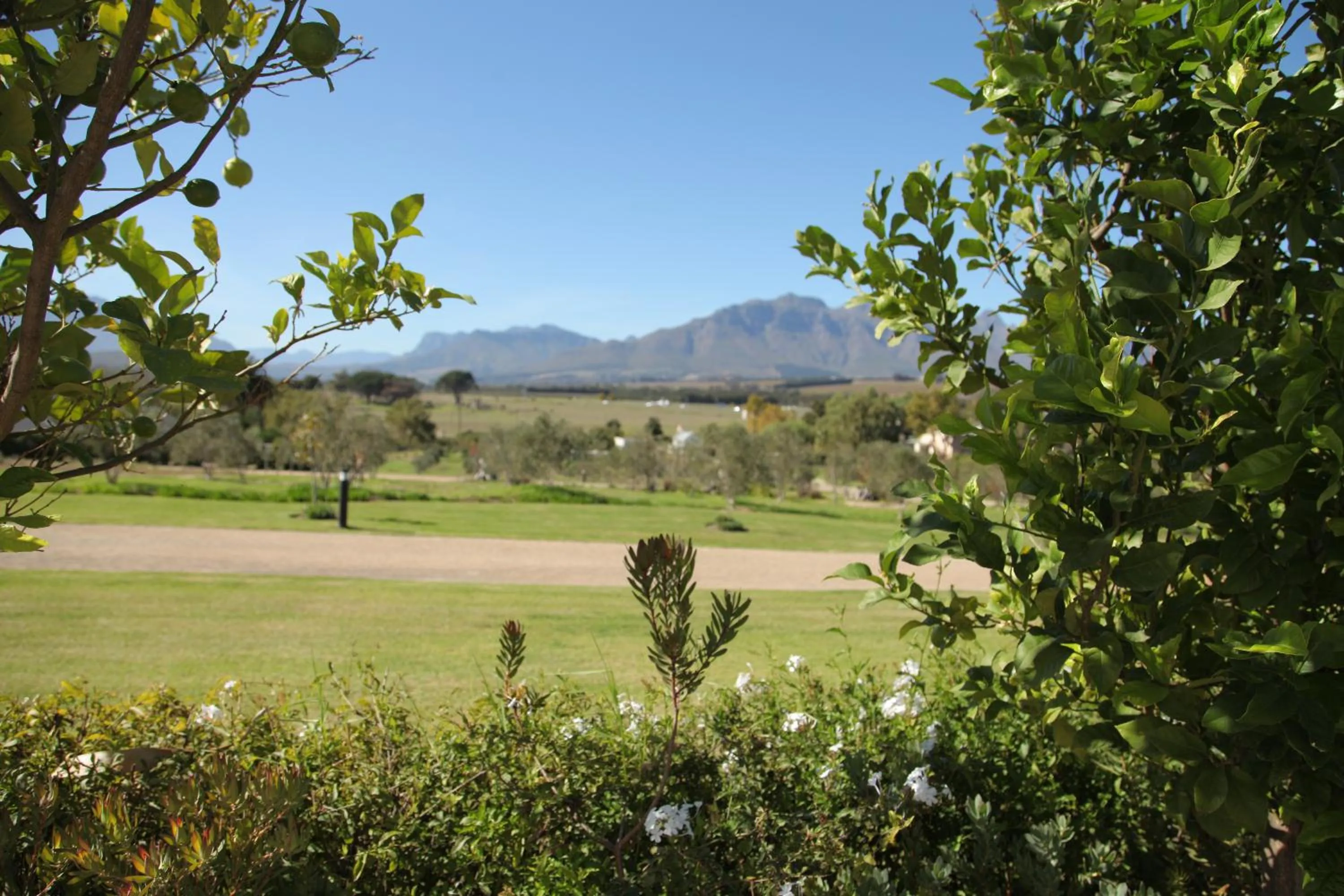 Day in Wild Mushroom Country House