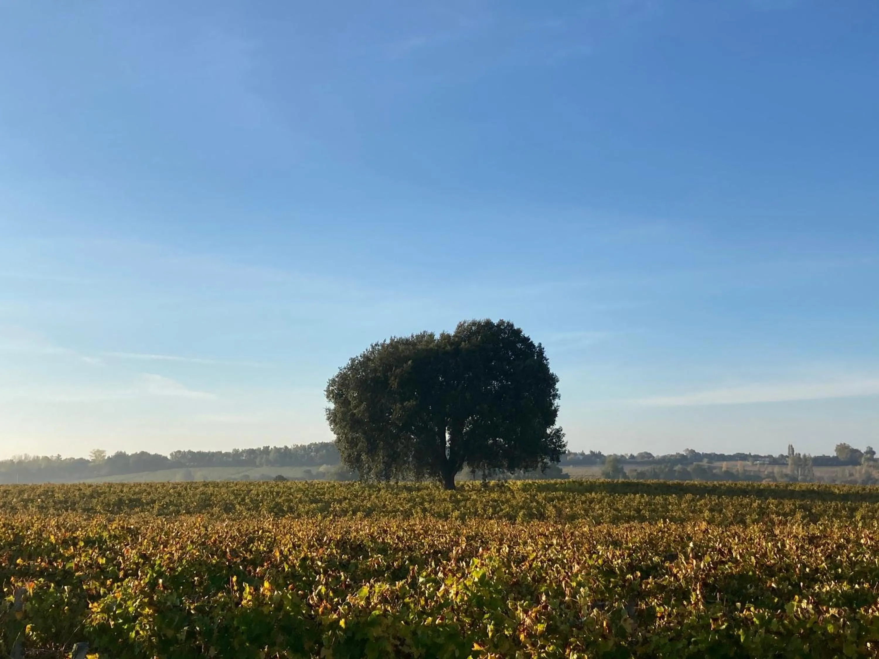 " Venez DormiR Chez Nous " #Condom#Gascogne#d'Artagnan#Armagnac#Le Bonheur est dans le GERS