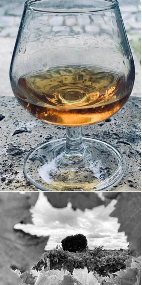 " Venez DormiR Chez Nous " #Condom#Gascogne#d'Artagnan#Armagnac#Le Bonheur est dans le GERS