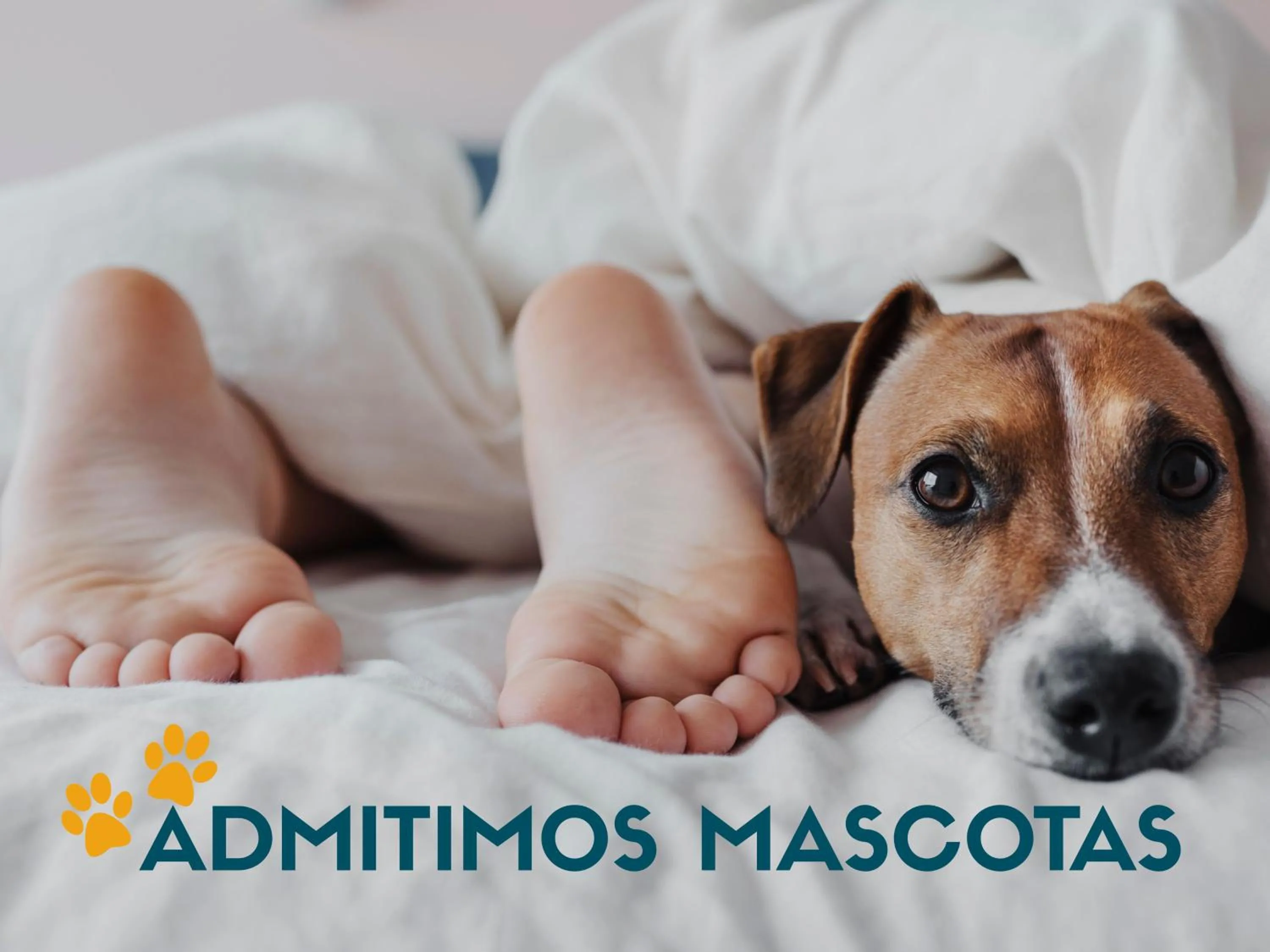 Pets in Apartamentos Olimpo 3000