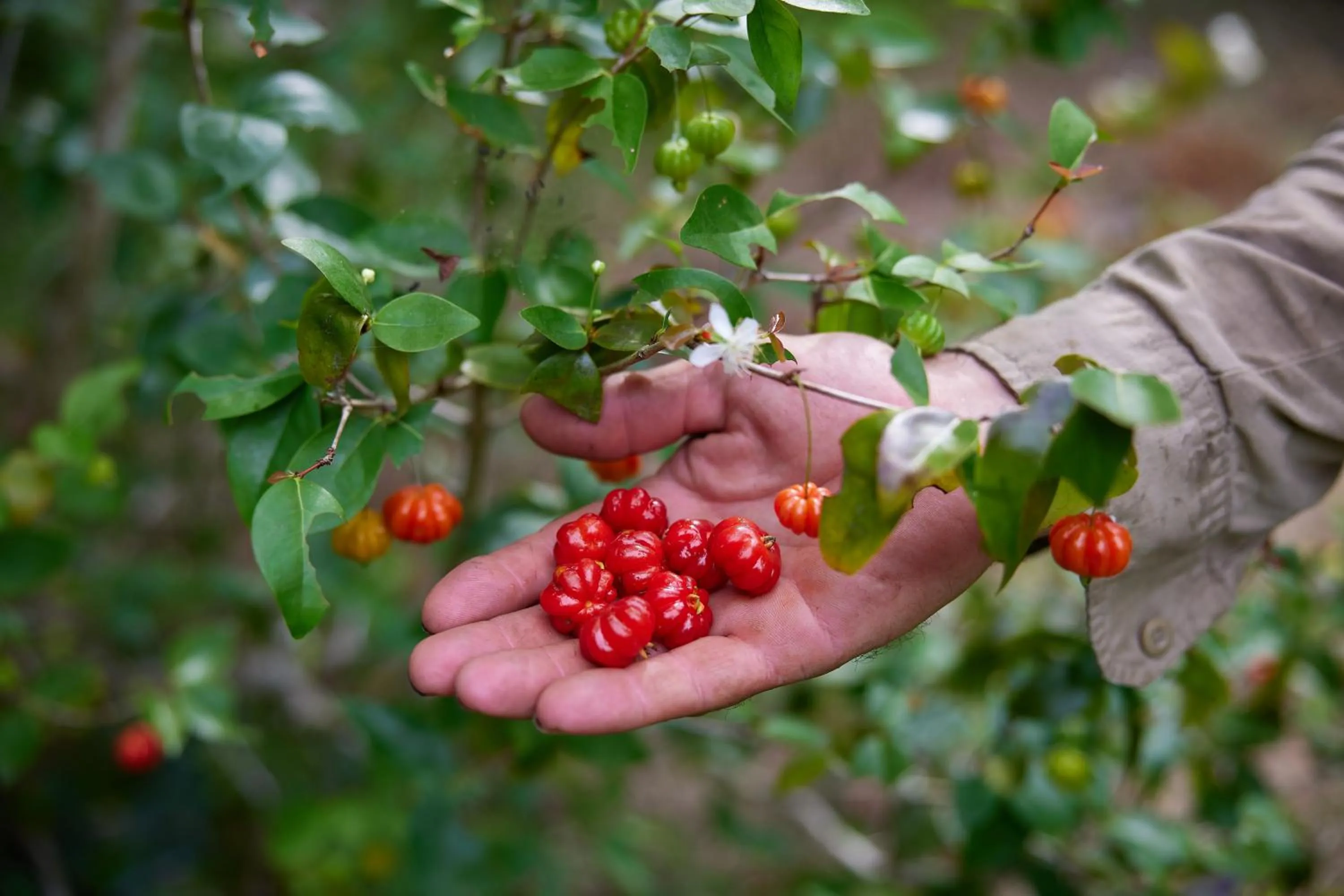 Food in Cape Trib Farm