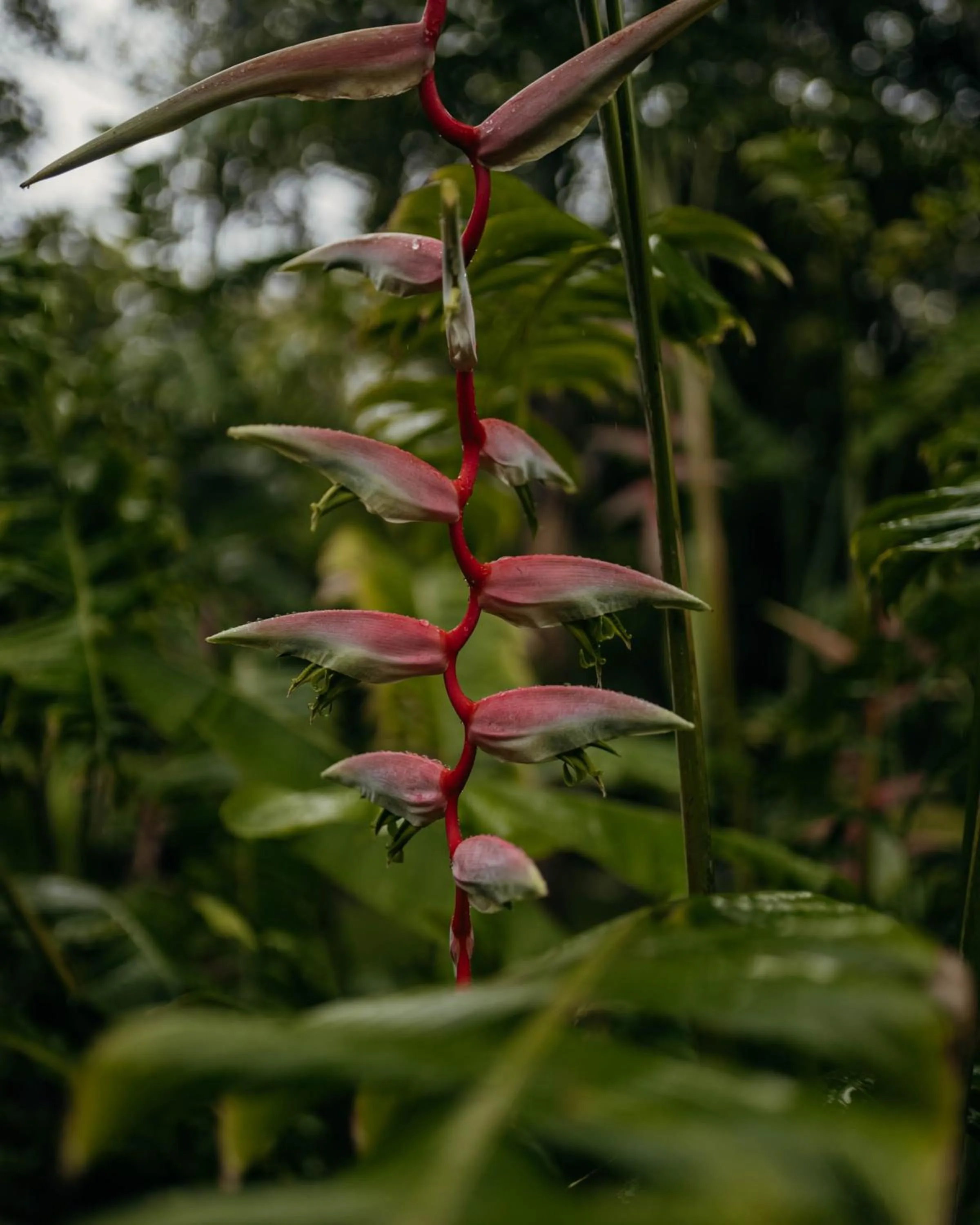 Garden in Cape Trib Farm