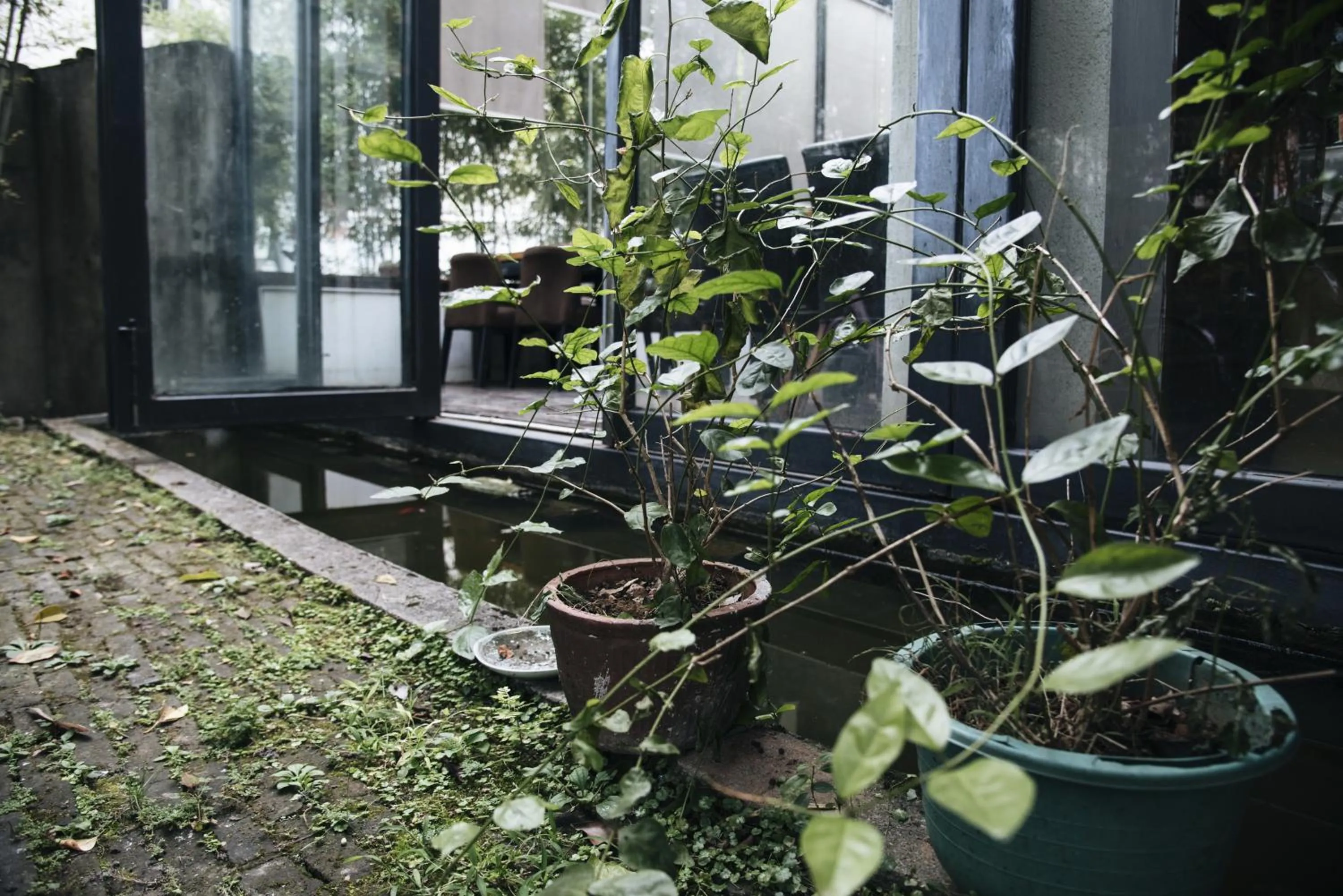 Garden in Jingdezhen International Youth Hostel