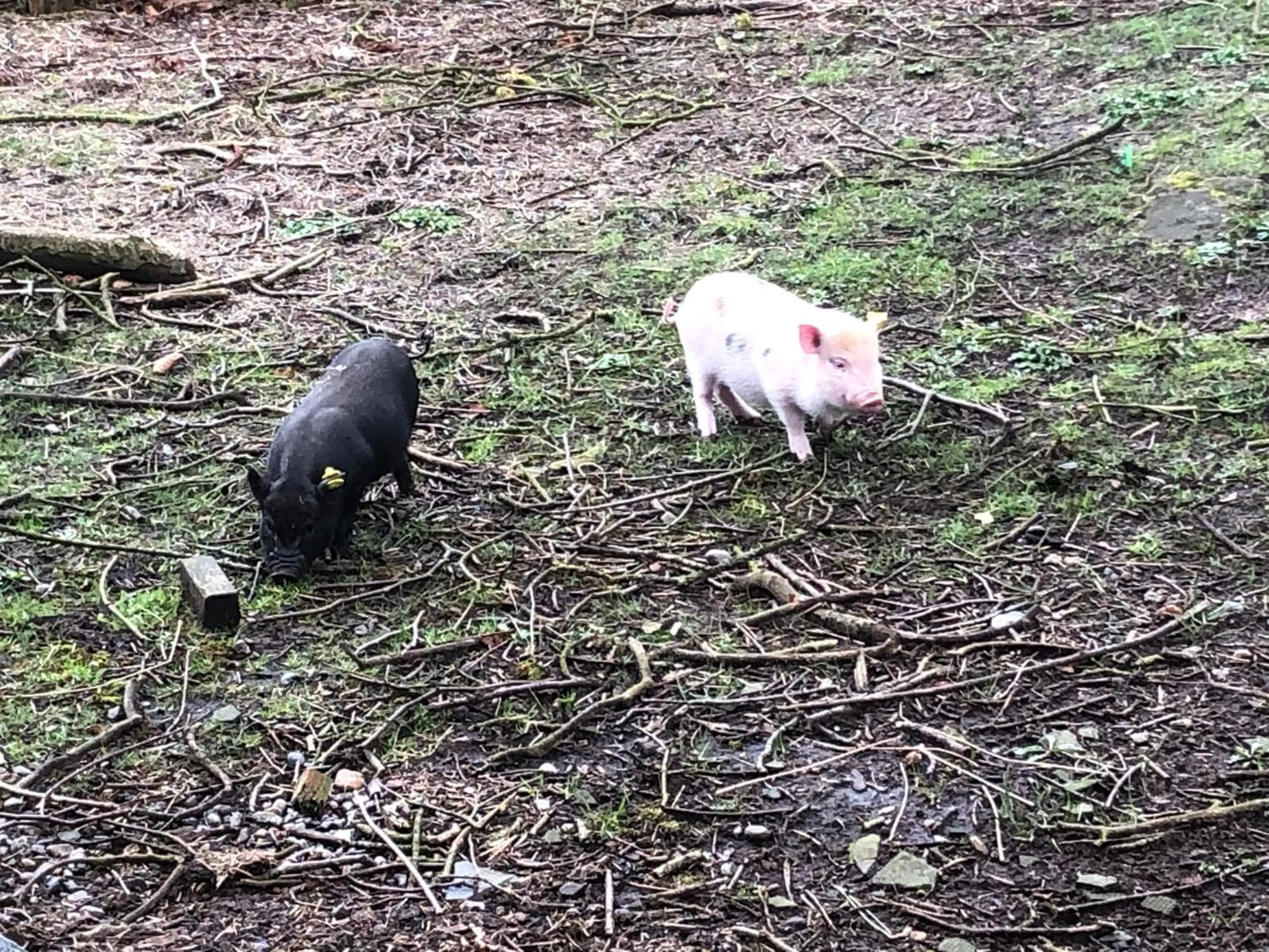 Animals in Hestkær Family Rooms