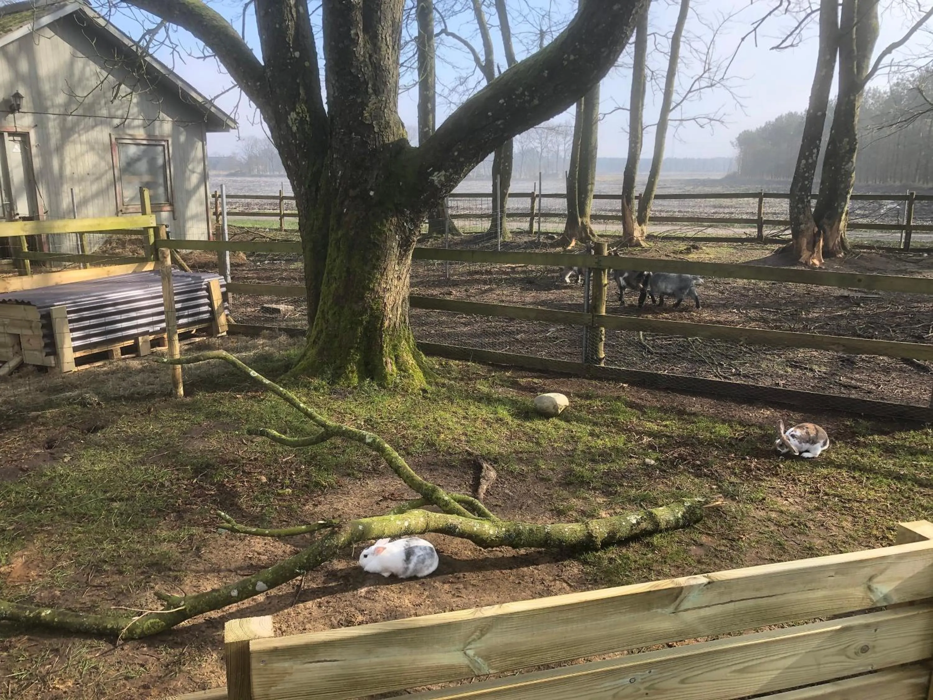 Animals in Hestkær Family Rooms