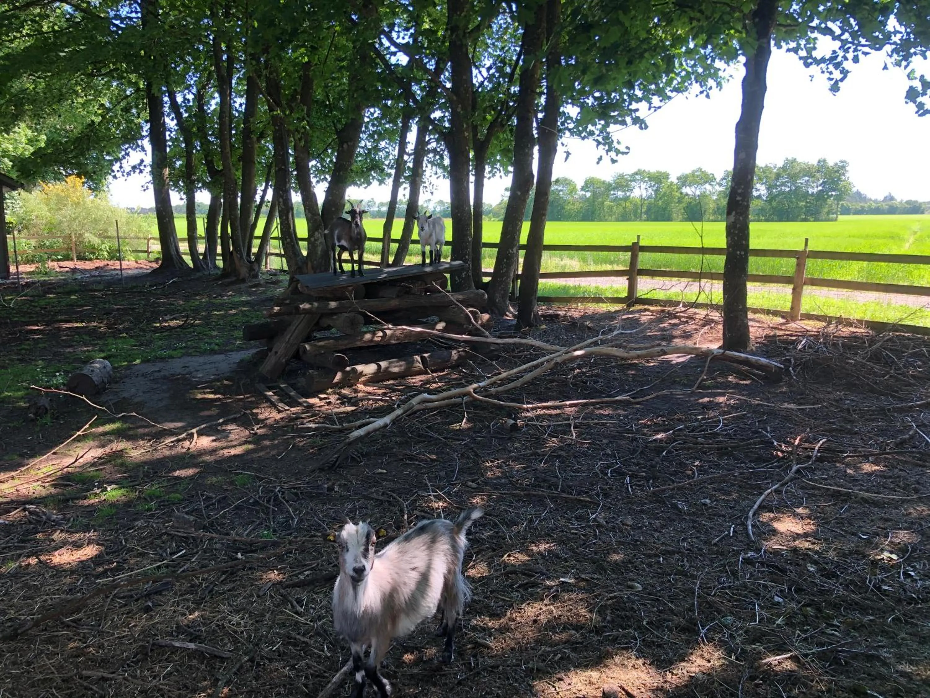 Animals in Hestkær Family Rooms