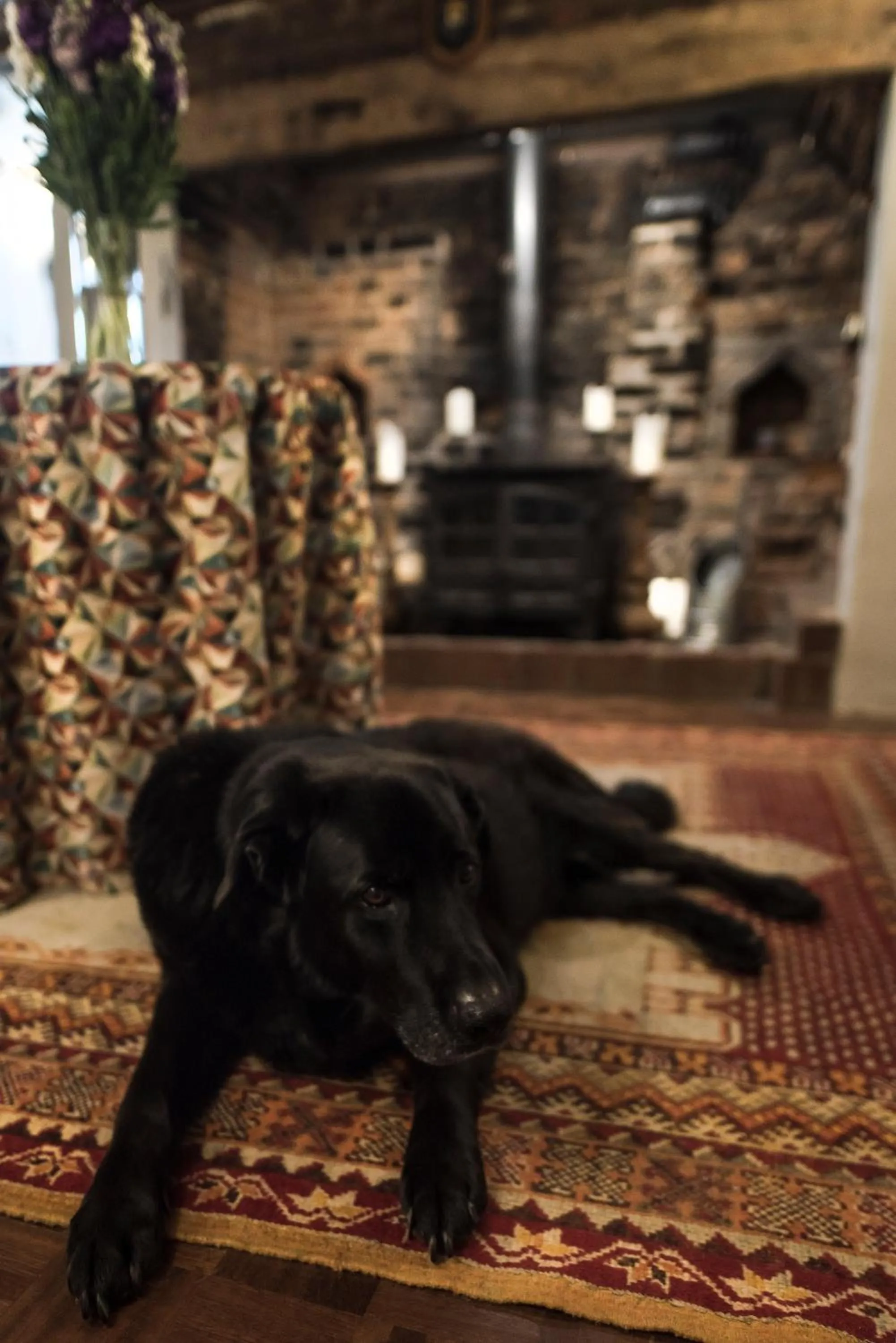 Pets in The Jasmine Room