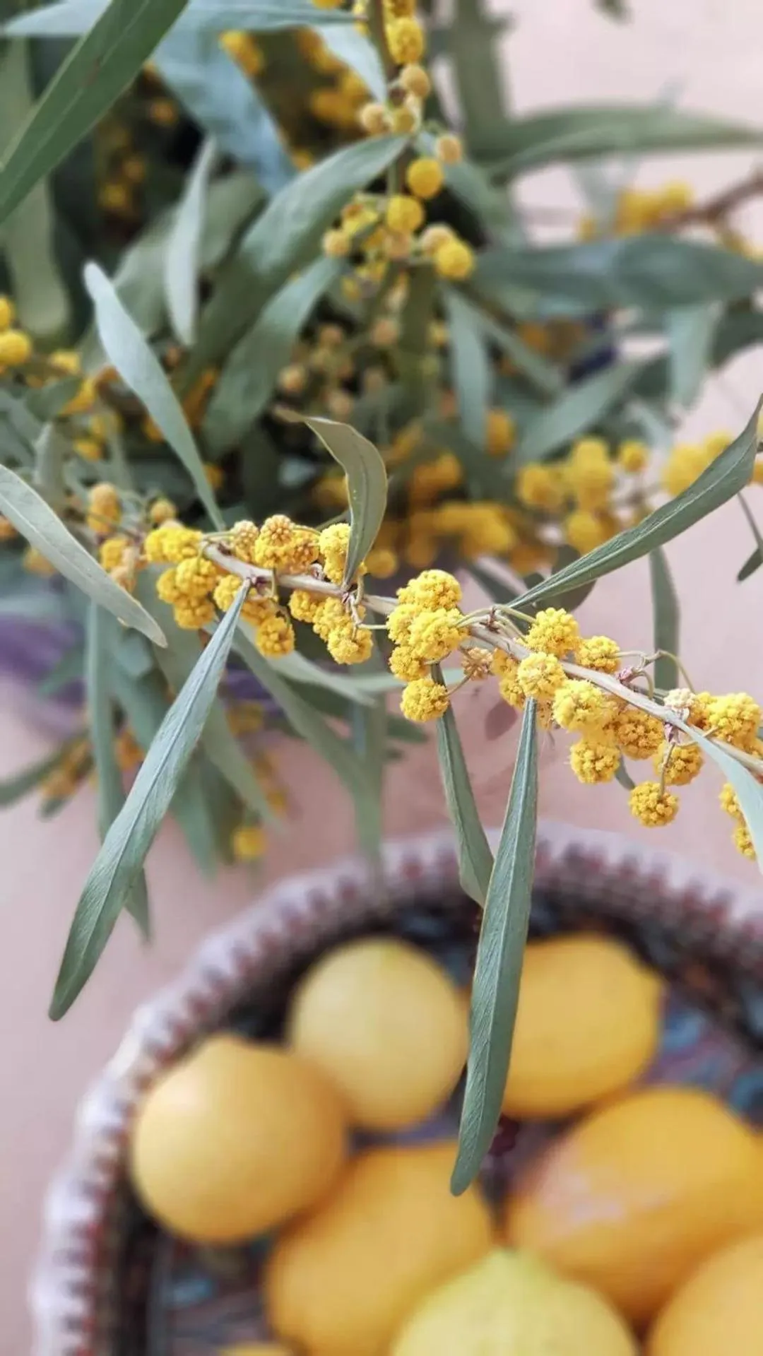 Garden in Peremere Alacati Otel